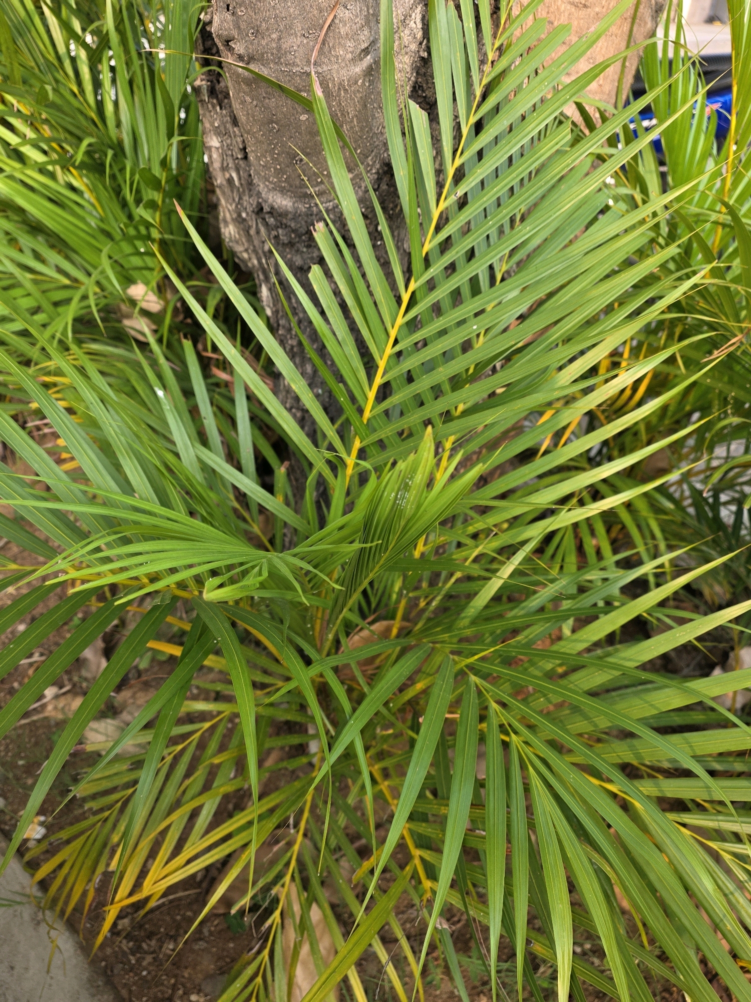 A close-up, low-angle, natural light outdoor shot features a cluster of vibrant green palm fronds, some with streaks of yellow, originating from the base of a rough, gray tree trunk. The fronds are long, slender, and pointed, with visible veins. The ground beneath is a mixture of brown soil and dried leaves. In the blurred background, there are hints of other greenery and possibly some man-made objects, suggesting an urban or semi-urban setting in Bojongsoang, Indonesia. The overall impression is one of lush foliage in close proximity to a tree.