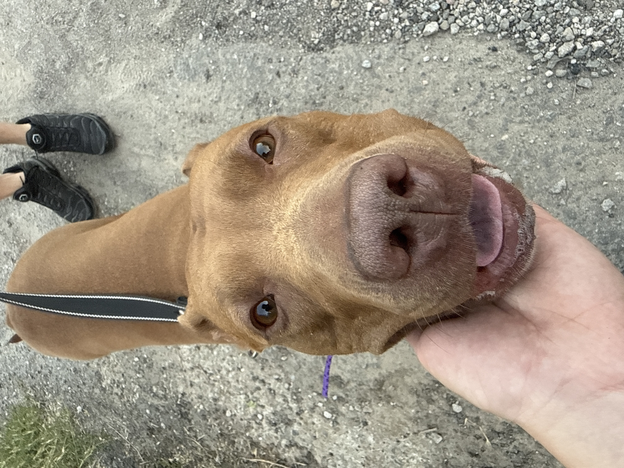 An upside-down view of a brown dog with its head held in a human hand. The dog's tongue is visible, and it appears to be panting or smiling. The background consists of a gravelly surface with some dry grass and vegetation. The dog is wearing a black collar with white stitching. A small portion of the human's legs and feet, wearing black shoes, are visible at the bottom of the frame. The image appears to have been taken outdoors. There is no indication of the location being in Zaporizhzhia, Ukraine.