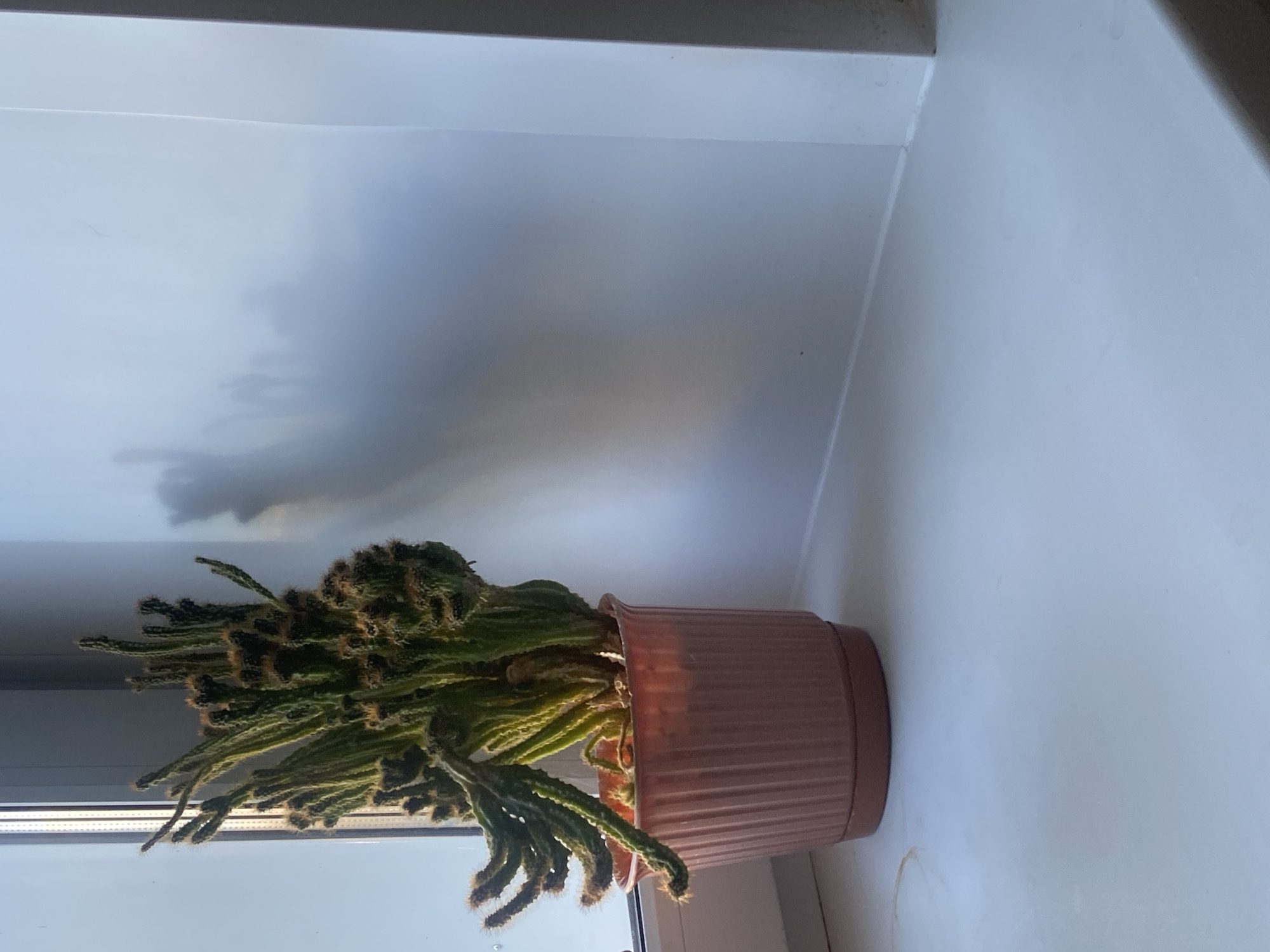 A potted cactus sits on a white windowsill. The cactus has many long, green stems with brown spines. The pot is a light pink color with vertical ridges. The wall behind the cactus is white and shows a blurry reflection of the outside, likely trees. The image is taken indoors.