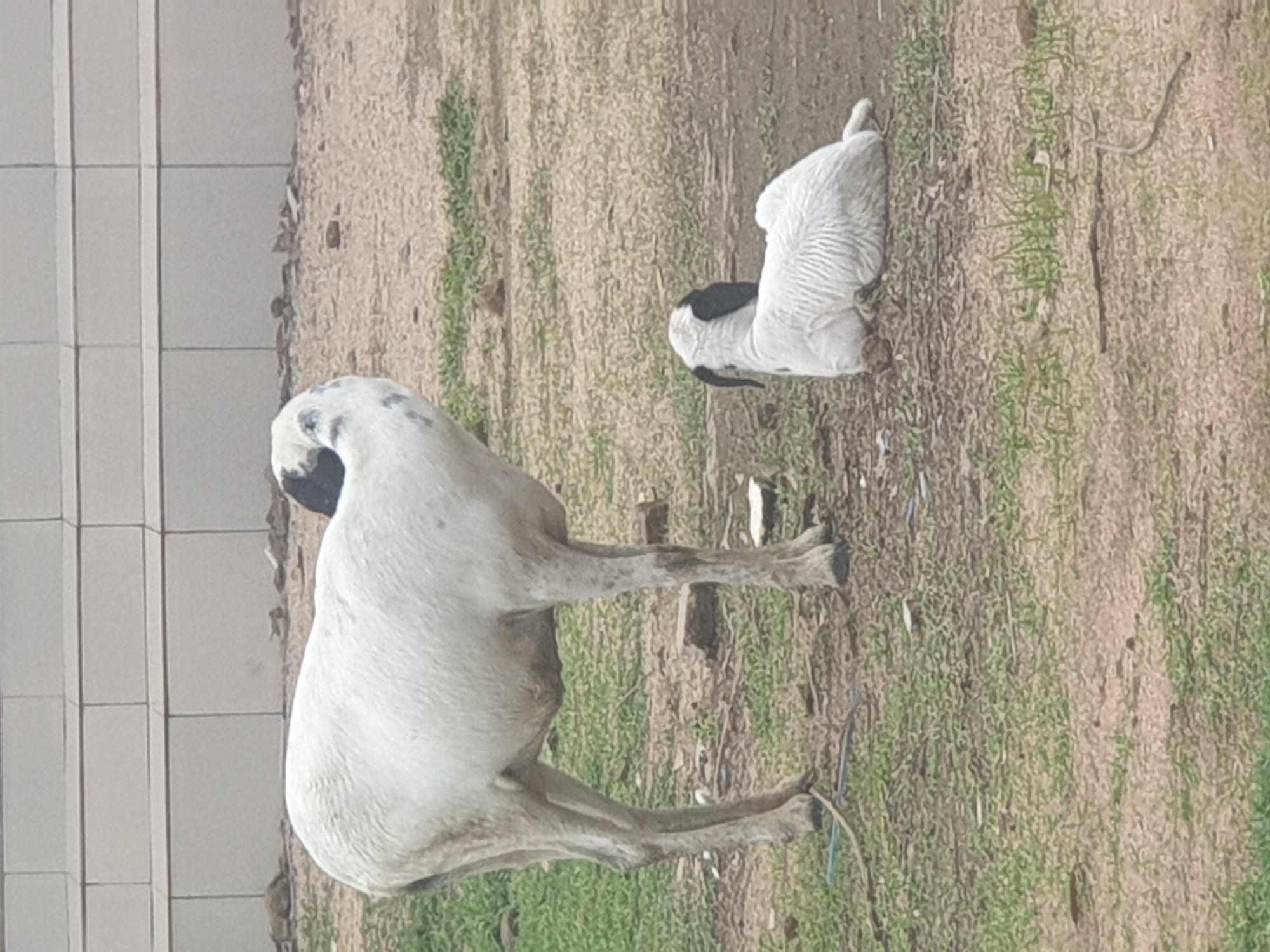 The image shows a mother sheep and its lamb resting on the ground in an outdoor environment. The mother sheep is standing on the left side of the frame, facing away from the camera with its head turned to the left. It is white with black markings on its head and ears. The lamb is lying down on the right side of the frame, facing away from the camera. It is also white with black markings on its head and ears. The ground is covered with a mix of dry grass and dirt. In the background, there is a light-colored wall with horizontal lines. The scene appears to be in an urban or semi-urban setting in Jalingo, Nigeria.