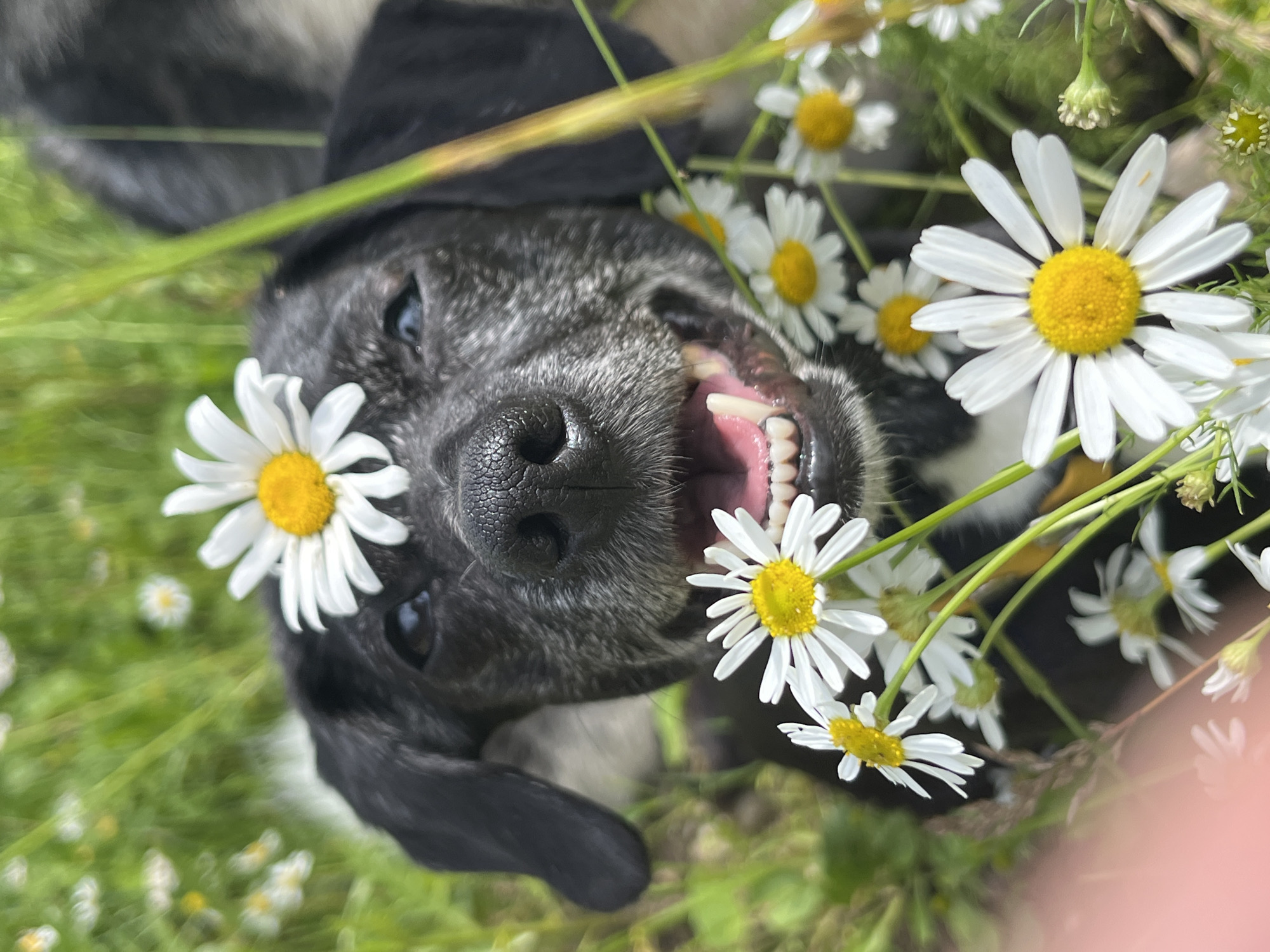 A close-up, eye-level, full-body shot captures a black and white dog lying in a field of white and yellow daisies. The dog's head is tilted upwards, and a daisy is placed on its forehead, with its mouth open in a smile, showing its teeth and pink gums. Additional daisies are scattered around the dog, with some in the foreground and others in the blurred background. The environment appears to be a sunny, outdoor setting with green grass and foliage.