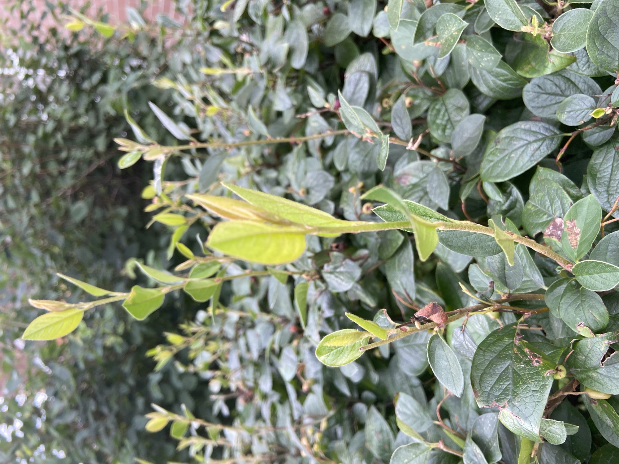 The image shows a close-up view of a shrub with dense green foliage and thin, branching stems. Several new, lighter green leaves are emerging at the tips of some stems, indicating new growth. Some of the older leaves show signs of browning or damage along their edges. Small, round, greenish-yellow fruits are visible among the leaves. The background is softly blurred, with hints of darker green foliage and a hint of a brick structure on the right, suggesting an outdoor setting within a garden or natural area. The overall impression is one of natural growth and the beginning stages of fruit development on a woody plant. There are no people or animals present in the image, and no specific identifiable landmarks of Balashikha, Russia are visible.