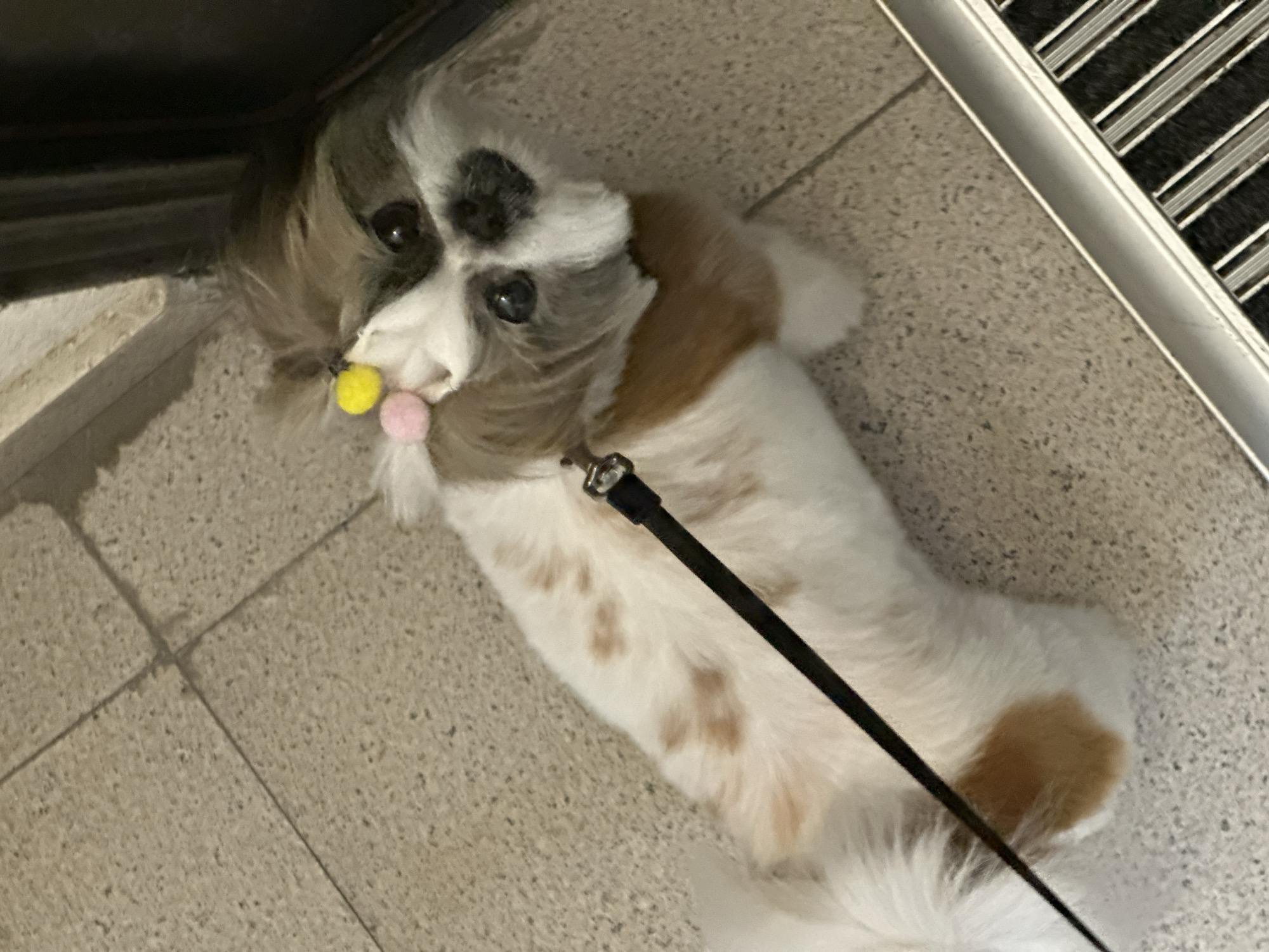 A Shih Tzu dog is lying on a tile floor in what appears to be an interior space, possibly a building in Tbilisi, Georgia. The dog is predominantly white with brown patches and some gray/black markings on its head. It has a black leash attached to its collar. The dog has colorful pom-poms near its snout, possibly attached to its fur as decoration. The floor is made of light-colored tiles with a rough texture. In the upper part of the frame, there are parts of a black object and a metallic grate.
