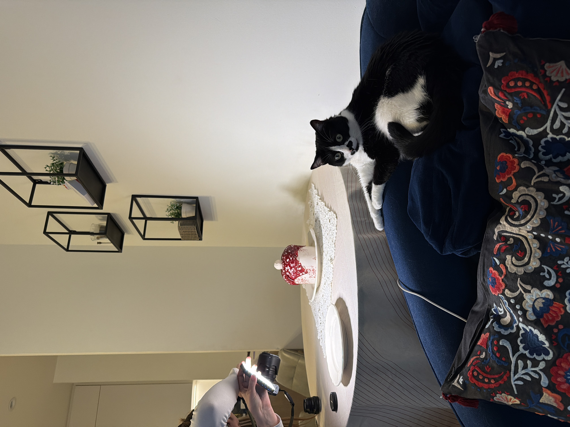 An indoor scene in Belgrade, Serbia, shows a black and white cat observing a food photography setup. In the mid-ground, a round table draped with a light-colored striped tablecloth displays a red and white decorated cake on a white plate and doily, flanked by an empty white plate. To the left, a person, visible from the hands and forearms, holds a black camera with an attached lens and an illuminated external light source, directing it towards the cake. A detached lens and lens cap are positioned on the table surface. In the foreground, a black and white domestic shorthair cat with distinctive white markings, including a "milk mustache" pattern, sits on a dark blue upholstered sofa, gazing directly forward. A dark decorative cushion with colorful floral embroidery rests on the sofa to the lower left. The background features a plain, light-colored wall adorned with three black geometric wall shelves, each holding small potted plants or decorative items. A glimpse into an adjacent room with light-colored cabinetry is visible on the far left.