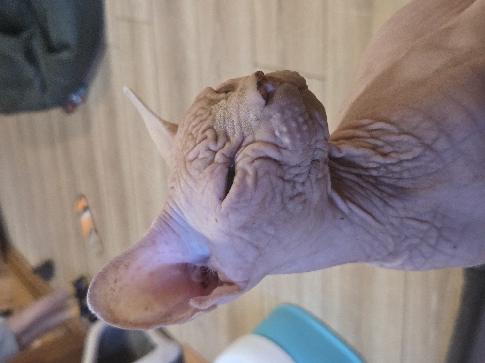 A close-up, eye-level, medium shot captures a hairless cat in profile, facing right, with its eyes partially closed. The cat's skin is wrinkled and pinkish-tan, with some dark specks visible. Its large, delicate ears are prominent. The background is blurred, showing a wooden floor. In the upper left corner, two people are partially visible, with one appearing to be walking. To the left of the cat, a portion of a light-colored object with a blue rim is visible. The scene is indoors, suggesting a domestic setting. The cat's fur is absent, typical of a Sphynx breed.