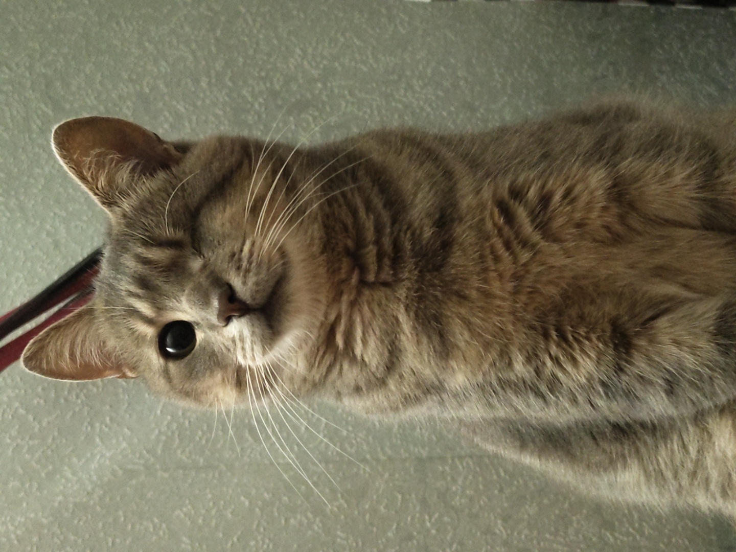 A medium shot shows a grey tabby cat winking its left eye while looking directly at the camera. The cat has green eyes, white whiskers, and its fur has dark grey stripes. The background is a textured grey wall. The cat appears to be sitting.