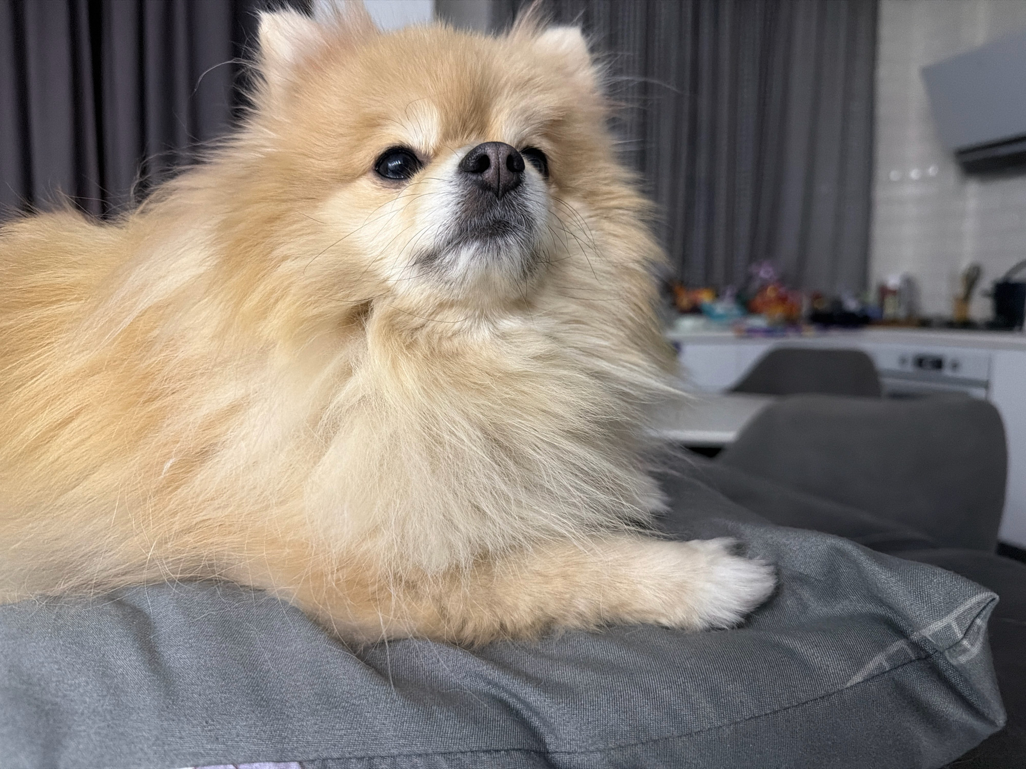 A medium shot captures a fluffy Pomeranian dog lying on a grey pillow. The dog has light brown fur, dark eyes, and a black nose. Its head is slightly tilted upwards, and its gaze is directed off-camera to the right. The background shows a dimly lit room with dark curtains on the left and kitchen cabinets and a countertop on the right. The overall impression is one of a domestic setting. The image does not contain any information that would allow for its location to be determined to be Tbilisi, Georgia.
