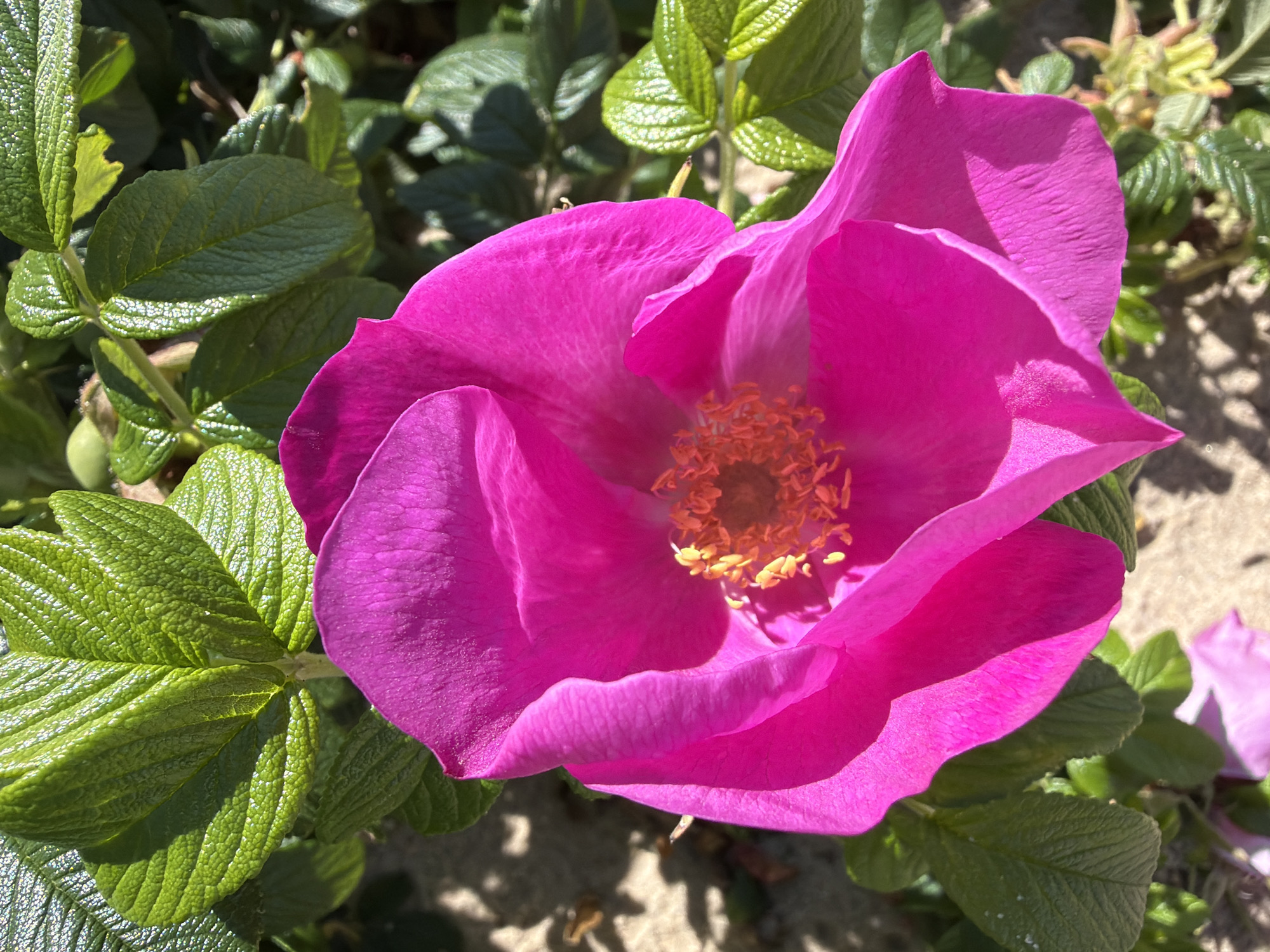 A close-up, high-angle, full-frame shot shows a large, vibrant pink rose with its stamens visible in the center. The rose is surrounded by lush green leaves, some of which are in sharp focus while others are slightly blurred. The background consists of sandy ground with dappled sunlight and shadows. There is no indication of the city of Gauja, Latvia in the image.