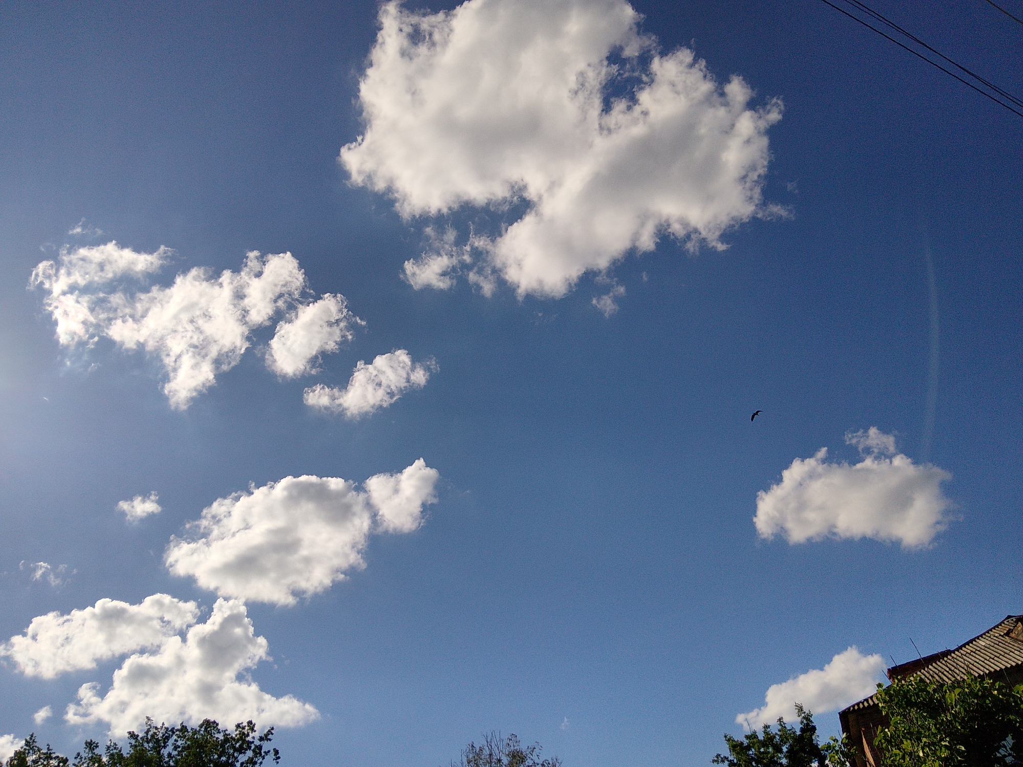 A bright, clear blue sky with scattered fluffy white cumulus clouds dominates the image. A few dark utility wires are visible in the upper right corner. In the middle distance, a single bird is captured in flight against the sky. The lower portion of the image features the top of green trees and the roof of a building with a tiled roof, suggesting an urban or suburban environment. The scene appears to be a view looking upwards from ground level in Ustyvytsia, Ukraine.