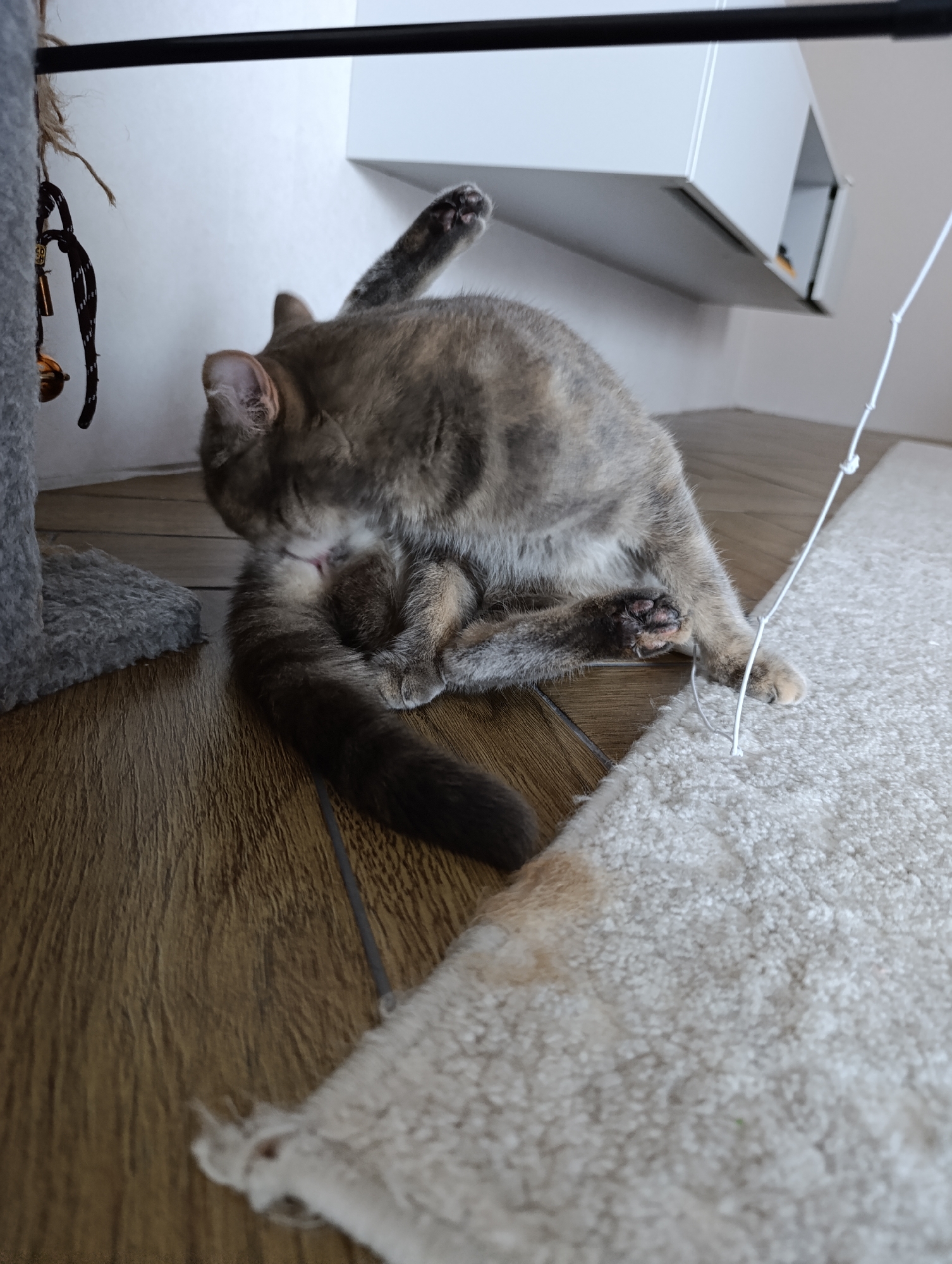 A gray and brown cat is grooming itself on a brown wood floor next to a light gray carpet. A cat tree and a white cabinet are visible in the background. The location is likely indoors. The image does not contain any information regarding the city of Chaikovsky, Russia.