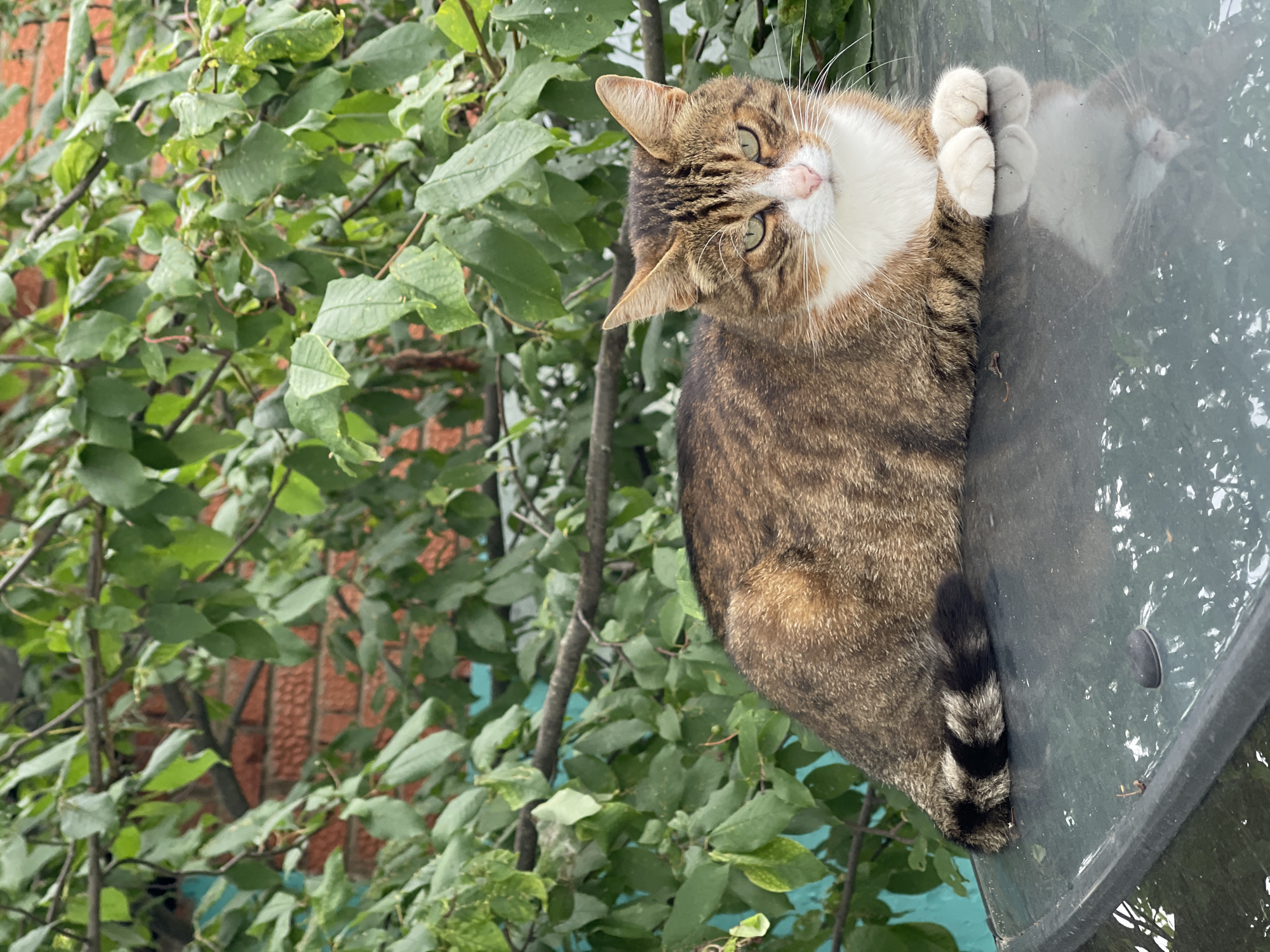 A medium-sized tabby cat with white markings on its chest and paws is lying on the dark, reflective surface of a car. The cat's tail, which is striped with black and gray, is curled. The cat is facing the camera, with its head slightly tilted and its green eyes looking directly at the viewer. In the background, there are green leaves from a tree, and behind the leaves, a brick wall is visible. The scene appears to be outdoors in a natural or semi-urban environment.