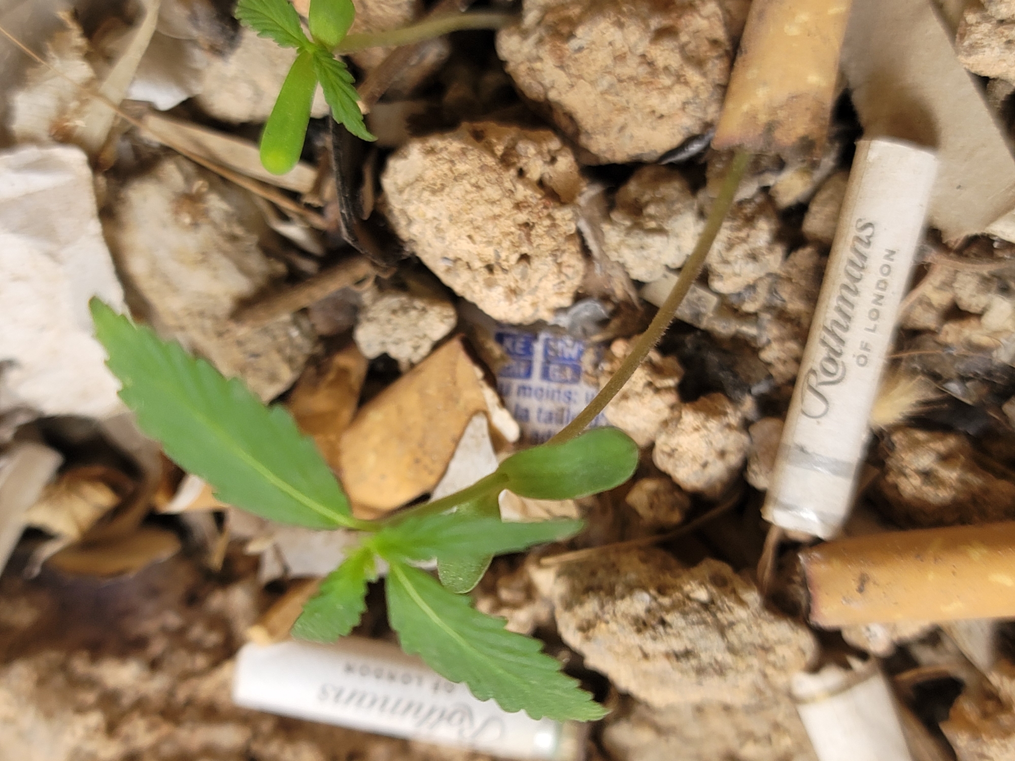 The image depicts a close-up, ground-level view of a few small green plants sprouting amidst debris, including cigarette butts and small stones. The environment appears to be an outdoor, possibly urban setting, with scattered pieces of what could be dried leaves or paper. The cigarette butts suggest a location where smoking has occurred. The presence of young plants indicates a potential for growth, possibly in a neglected or abandoned area. The lighting is natural, suggesting it was taken during the daytime. The overall scene evokes a sense of urban decay or a post-event environment. Without further information, it is not possible to determine the specific location within Barakin Akawo, Nigeria, but the general context suggests a gritty, outdoor environment possibly on the ground.