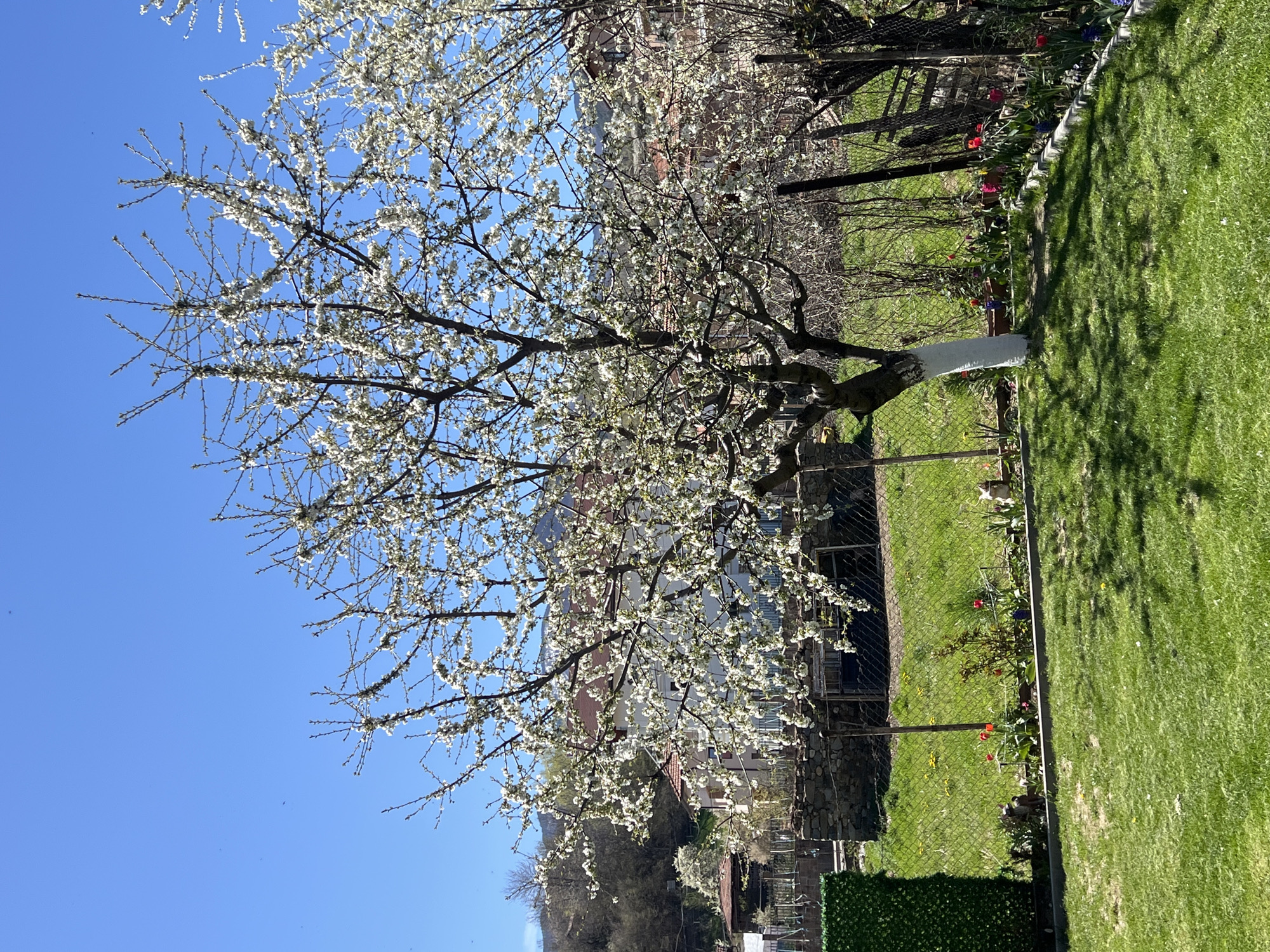 The image shows a sunny day in what appears to be the city of Kornitsa, Bulgaria. In the foreground, there is a large tree with white blossoms covering its branches. A portion of the trunk is painted white. Behind the tree is a green lawn, bordered by a chain-link fence. Several red and yellow flowers are planted along the fence line. Beyond the fence, buildings and trees are visible, suggesting a residential area. The sky is a clear blue.