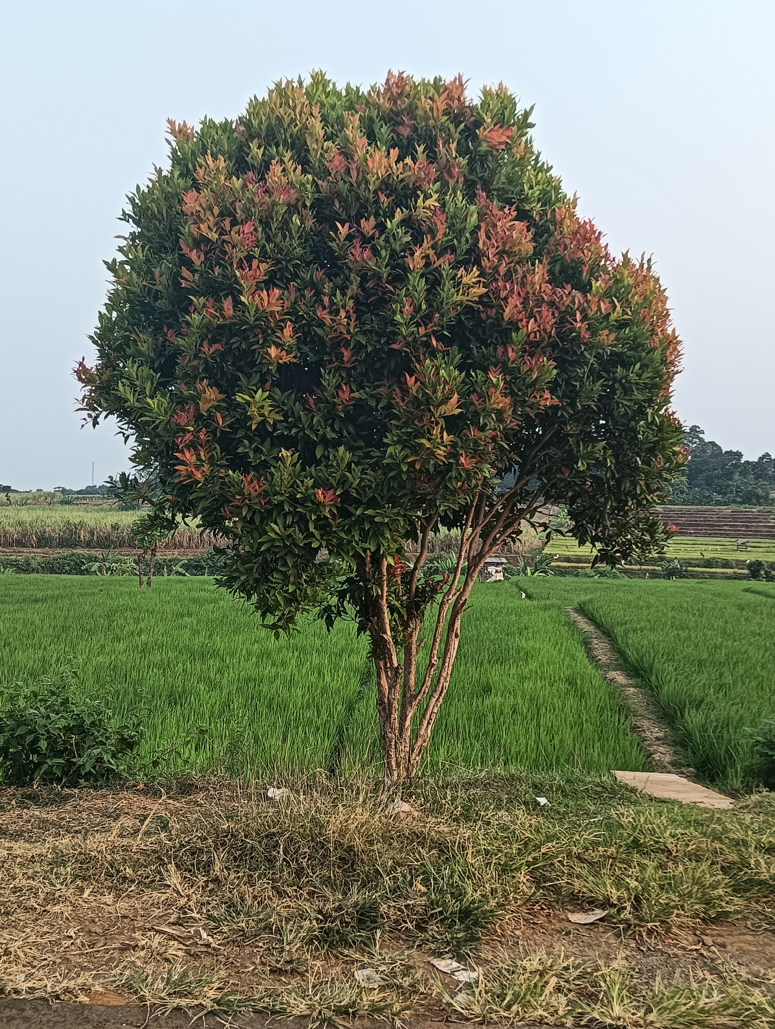 A lush green rice paddy stretches into the distance, bordered by a winding dirt path. In the foreground, a tree with vibrant red and green foliage stands tall, its branches reaching towards the overcast sky. The ground around the tree is covered in dry grass and a few scattered pieces of litter. In the background, hints of sugarcane fields and a distant radio tower suggest the rural landscape of Tayu, Indonesia.
