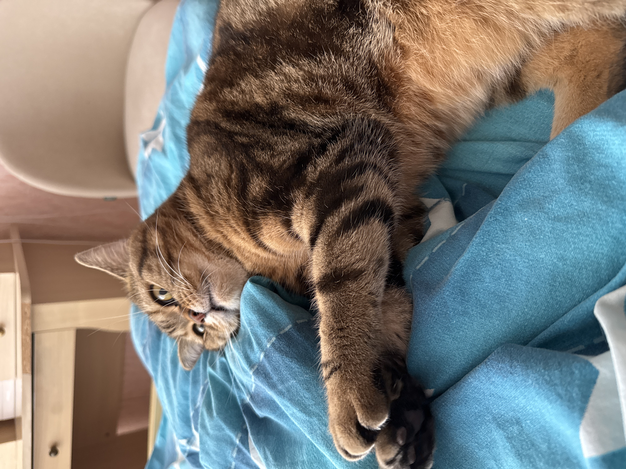 A tabby cat is lying on a blue and white patterned blanket. The cat is positioned on its side, with its head facing the left side of the frame. One paw is extended and resting on the blanket, showcasing the paw pads. The background includes a wooden structure and a chair. There is no explicit indication that this image was taken in Chaikovsky, Russia.