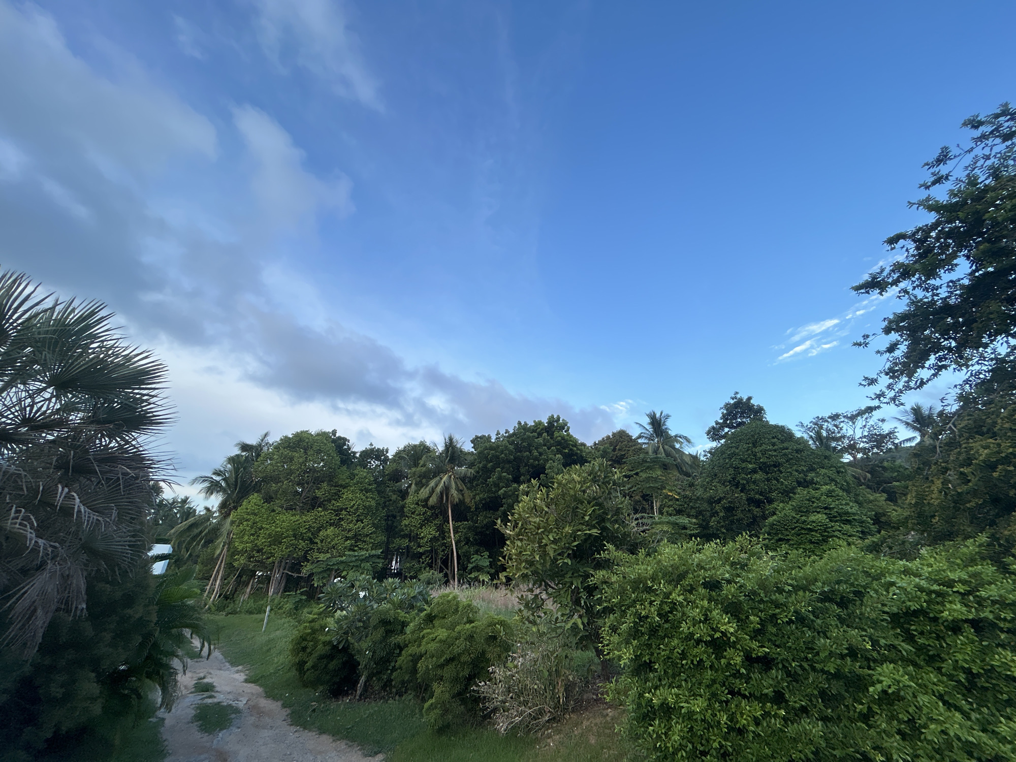 The image depicts a tropical landscape on Ko Pha-ngan District, Thailand, under a bright blue sky with scattered clouds. In the foreground, a dirt path winds its way through lush green vegetation. To the left, a large palm tree with fronds dominates the frame. The path leads towards a dense forest of various trees, including palm trees and other tropical foliage. A glimpse of a white structure, possibly a building, can be seen peeking through the trees in the distance. The overall scene suggests a natural, undeveloped area, typical of a tropical island setting.