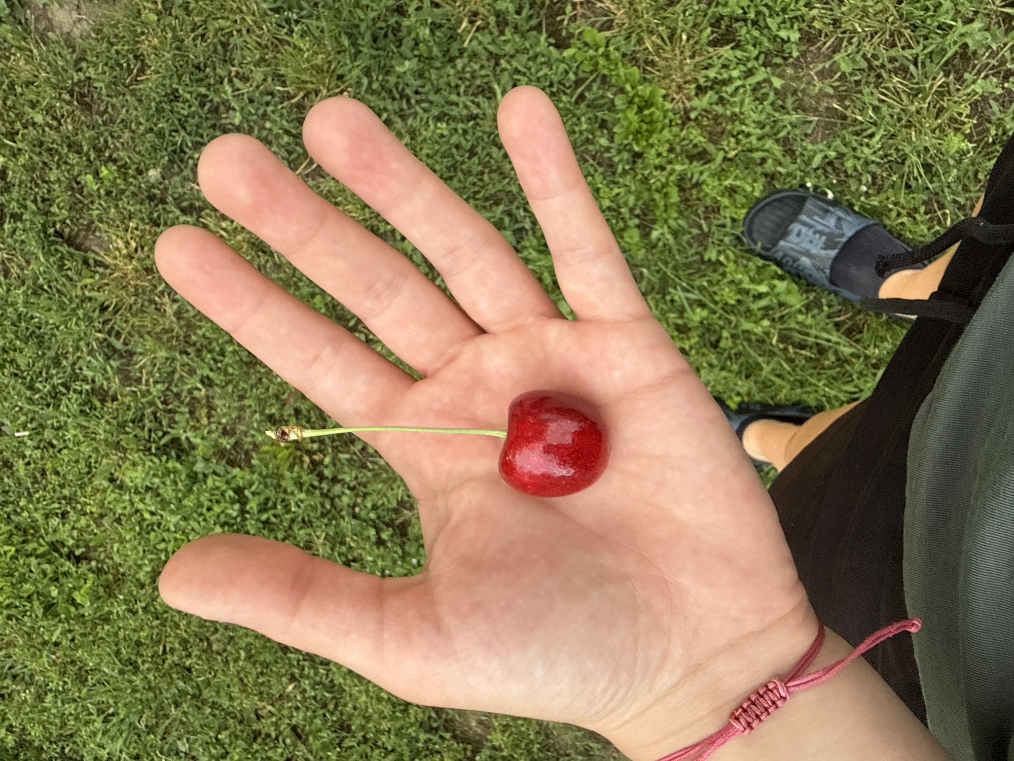 A close-up, high-angle shot shows a person's open left hand extended towards the camera, holding a single, ripe cherry with a stem. The hand, with visible skin texture, is positioned against a background of lush green grass. A thin pink string bracelet is tied around the wrist. The lower portion of the image reveals the person's lower legs, one wearing a dark sandal over a sock, and dark clothing. The scene appears to be outdoors, in what could be a park or backyard, not in the city of Marten, Bulgaria.