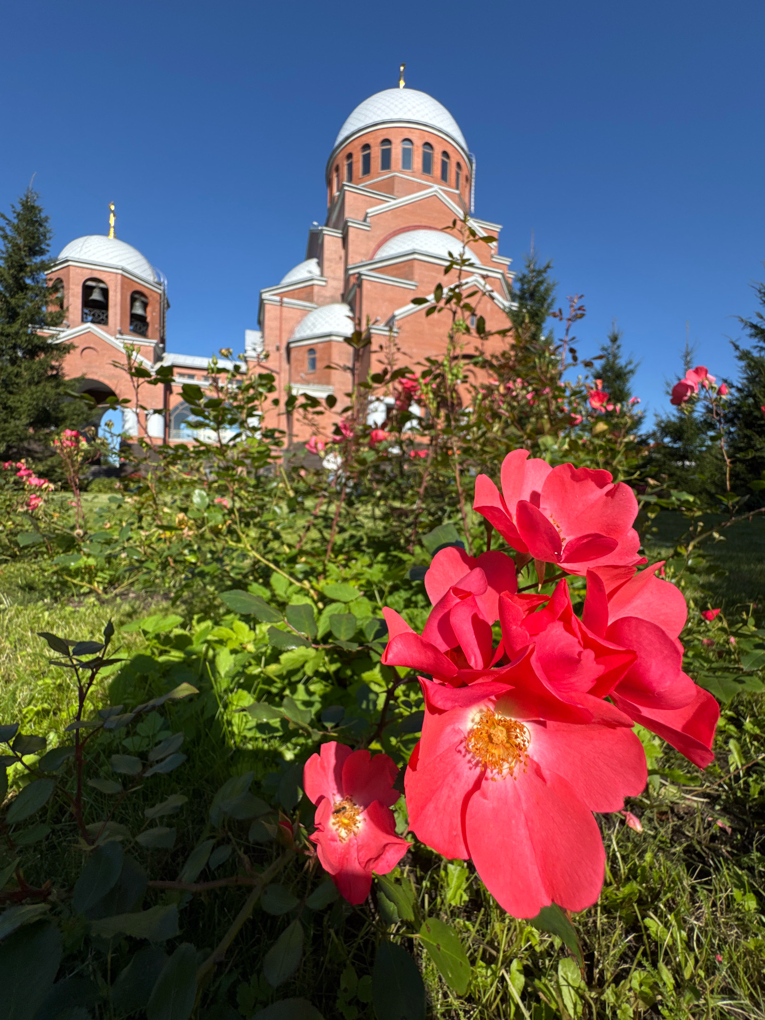 This is a medium-angle, eye-level shot of the Church of the Kazan Icon of the Mother of God in the city of Saint Petersburg, Russia. The church, constructed of red brick with white decorative elements, dominates the background. It features a prominent central dome and a smaller bell tower. In the foreground, out-of-focus red roses and green foliage fill the lower half of the frame. The sky is clear and blue, and the sun casts shadows on the grass. No people are visible in the scene.