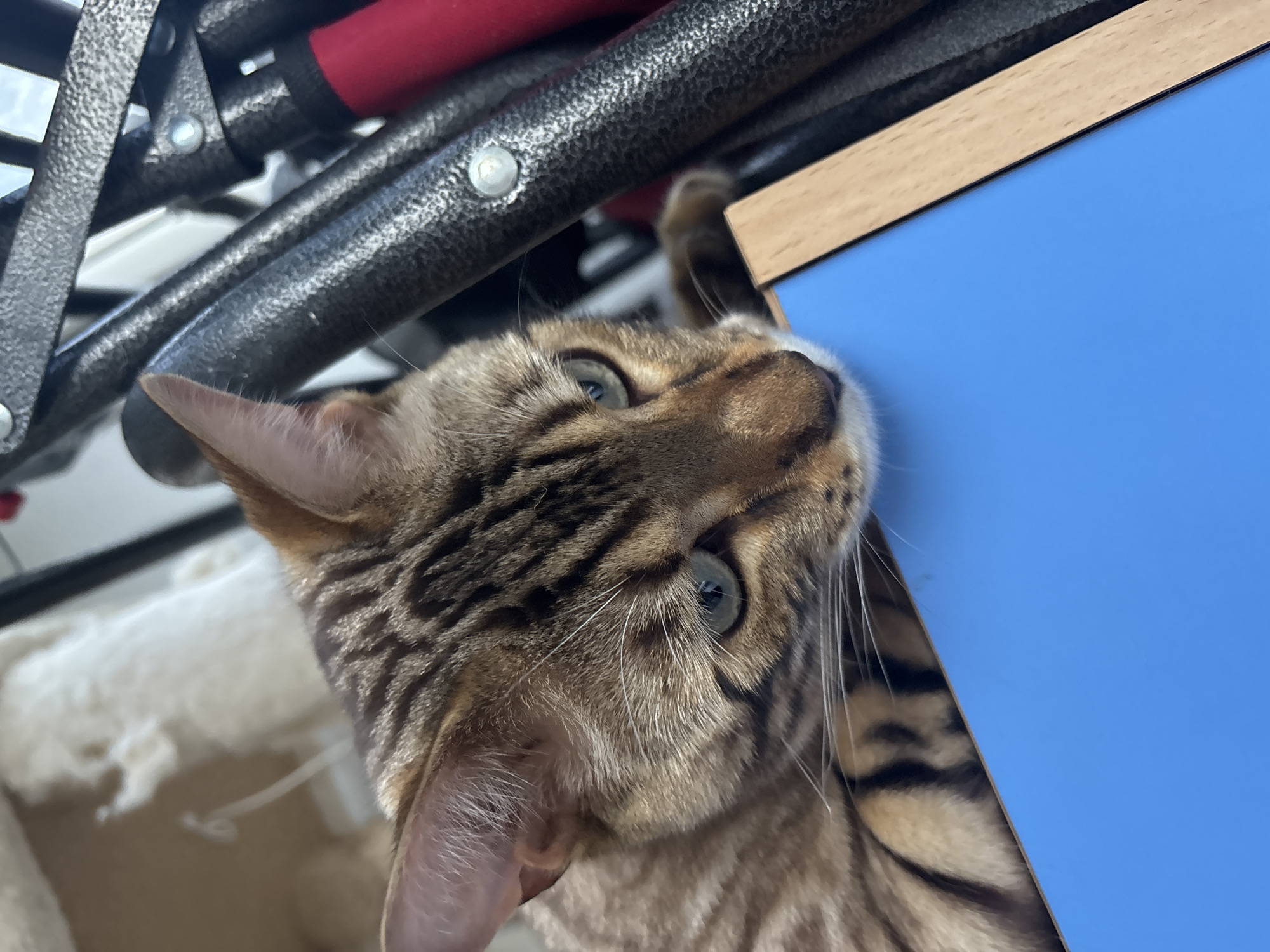 A close-up shot focuses on a Bengal cat's face and upper body as it rests on the edge of a bright blue surface. The cat has distinctive tabby markings, with dark stripes on a tawny coat, and its green eyes are looking down and to the right. The background is blurred, but suggests an indoor setting with a light-colored fuzzy object on the left and dark metal bars and a red object on the right. There is no identifiable location in the city of Noviy, Russia.