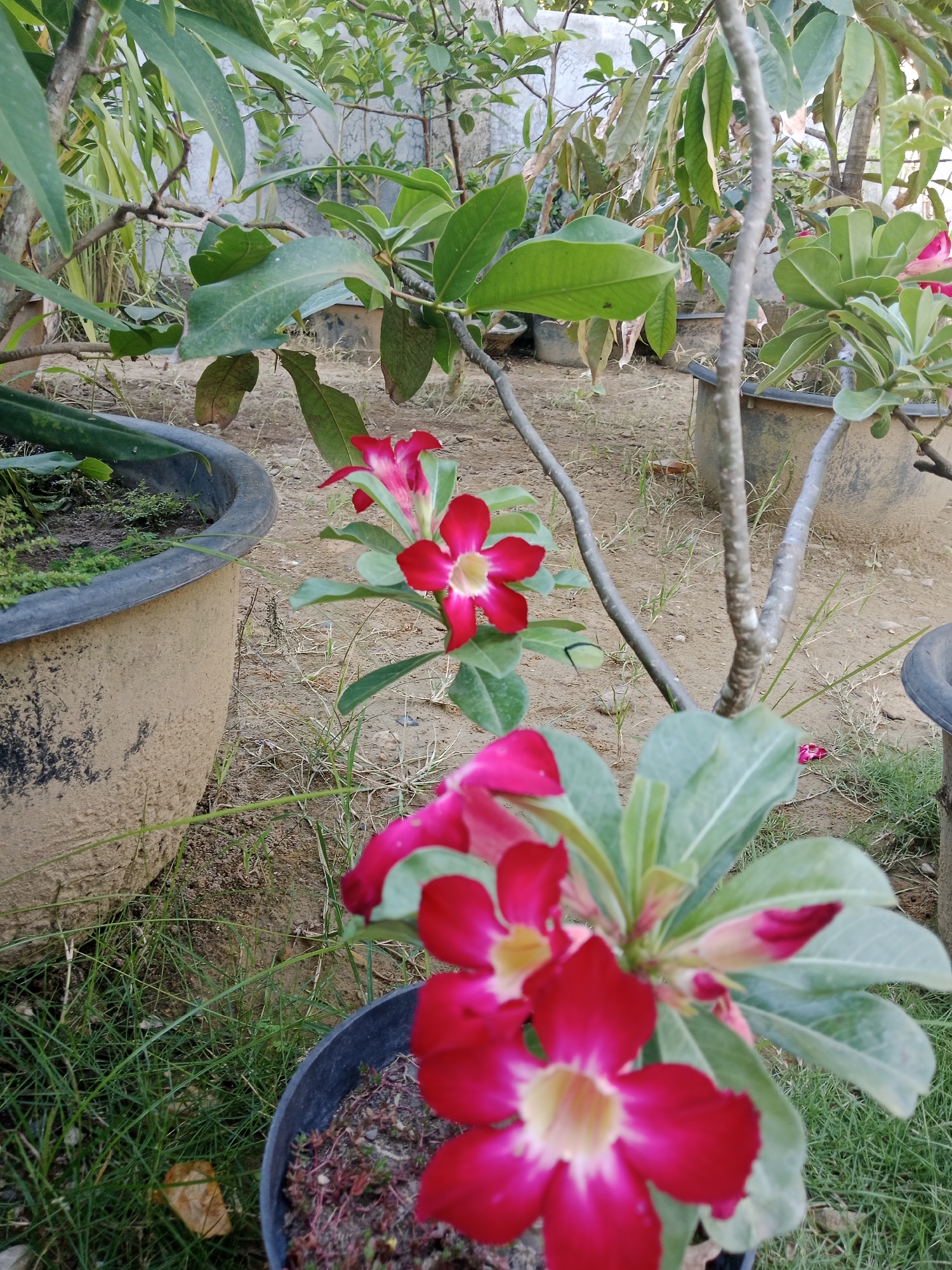 The image depicts a garden scene with several potted plants. The foreground is dominated by a potted plant with vibrant red and white flowers, likely Adenium obesum (Desert Rose). The plant is in a black pot filled with soil and small red stems. Behind this plant are other potted plants of varying sizes and colors, some containing greenery and others with soil. The pots are sitting on a mix of grass and bare earth. The background shows more plants and what appears to be a concrete wall. The location is most likely a private garden.