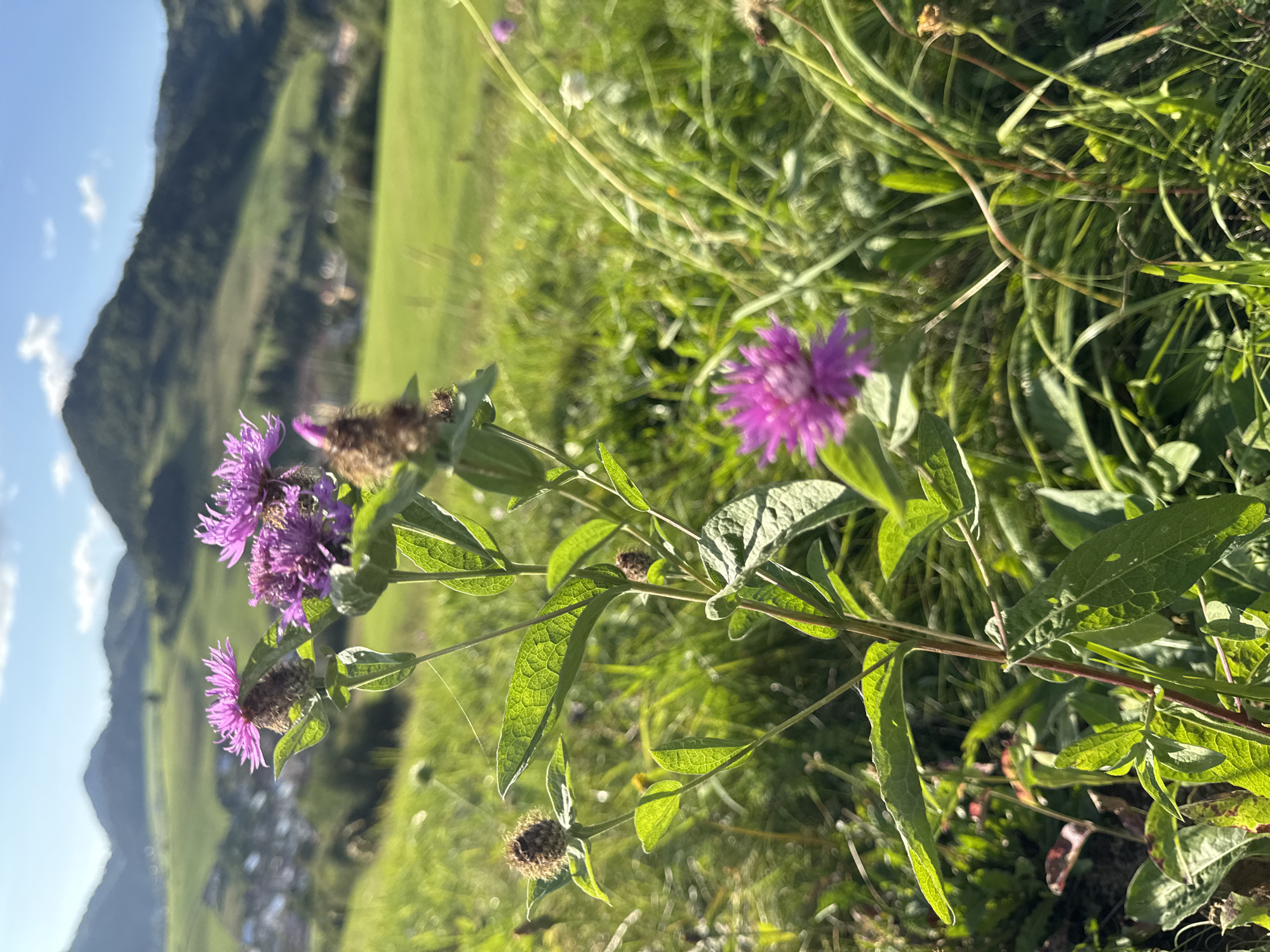 This is a close-up, eye-level shot of purple wildflowers in a meadow with a village nestled in a valley and rolling green hills in the background. The sunlight is bright, casting shadows and illuminating the green grass and the purple flowers. The village of Zázrivá, Slovakia, is visible in the middle ground, with houses clustered together. The background features several green, tree-covered hills under a blue sky with scattered white clouds. The focus is on the wildflowers in the foreground, which are in sharp detail. The overall scene depicts a sunny day in a rural European landscape.