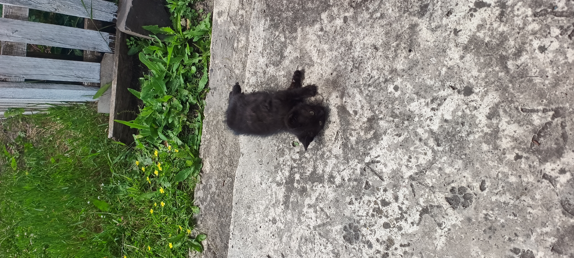 A fluffy black kitten lies on a cracked concrete surface. The kitten is on its back with its paws in the air. Its eyes are open and it appears to be looking at the camera. The concrete is stained and discolored in places. Behind the kitten, a patch of green grass with small yellow flowers and some larger green leaves can be seen. Further back, a weathered wooden fence stands vertically. The scene appears to be outdoors in a rural or suburban setting.