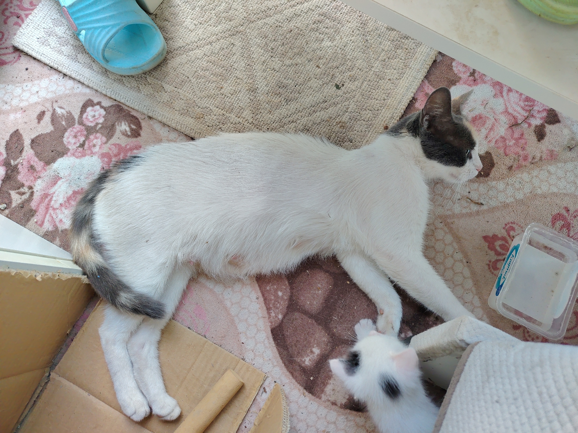 In Konyaaltı, Turkey, a black and white adult cat is resting on a floral-patterned rug, its body extended. Next to the adult cat, a white kitten with black markings is positioned, appearing to be interacting with the adult cat. A blue sandal is visible on a beige rug in the upper left corner of the frame. The scene is enclosed by a cardboard box in the lower left, and a clear plastic container is situated to the right of the adult cat. The floor beneath the rugs appears to be tiled or concrete.