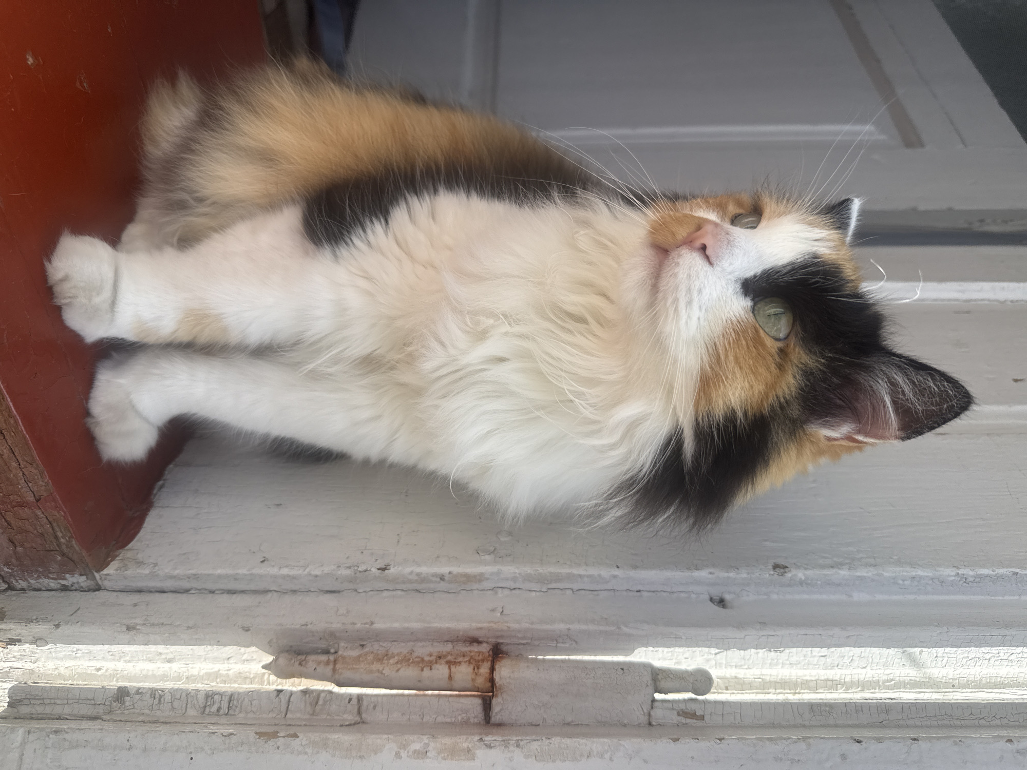 A calico cat is sitting on a red surface. The cat is facing to the left of the frame, with its head turned to look towards the viewer. The cat has white, orange, and black fur, and green eyes. The background is a white door and a white wooden frame. The lighting suggests the image was taken outdoors on a sunny day.