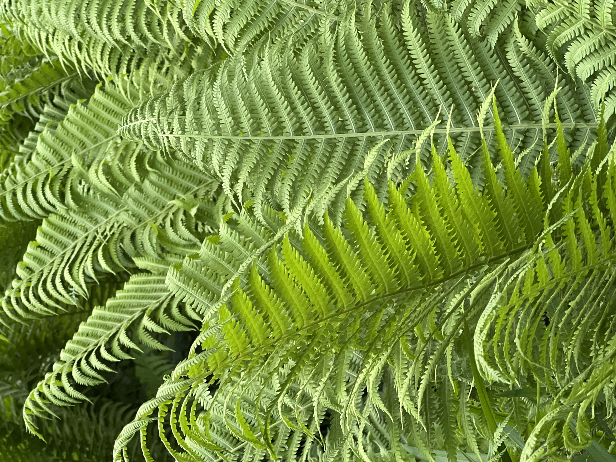 The image shows a close-up view of multiple fern fronds. The ferns are predominantly green, with some fronds appearing lighter and brighter than others, possibly indicating new growth. The fronds exhibit a pinnate structure, characterized by numerous small leaflets arranged along a central stem. The setting of the image in Chaikovsky, Russia suggests that the ferns are part of the local flora. There is no evidence of people, subjects, objects, actions, or interactions in the image. The environment consists of a dense array of fern leaves.