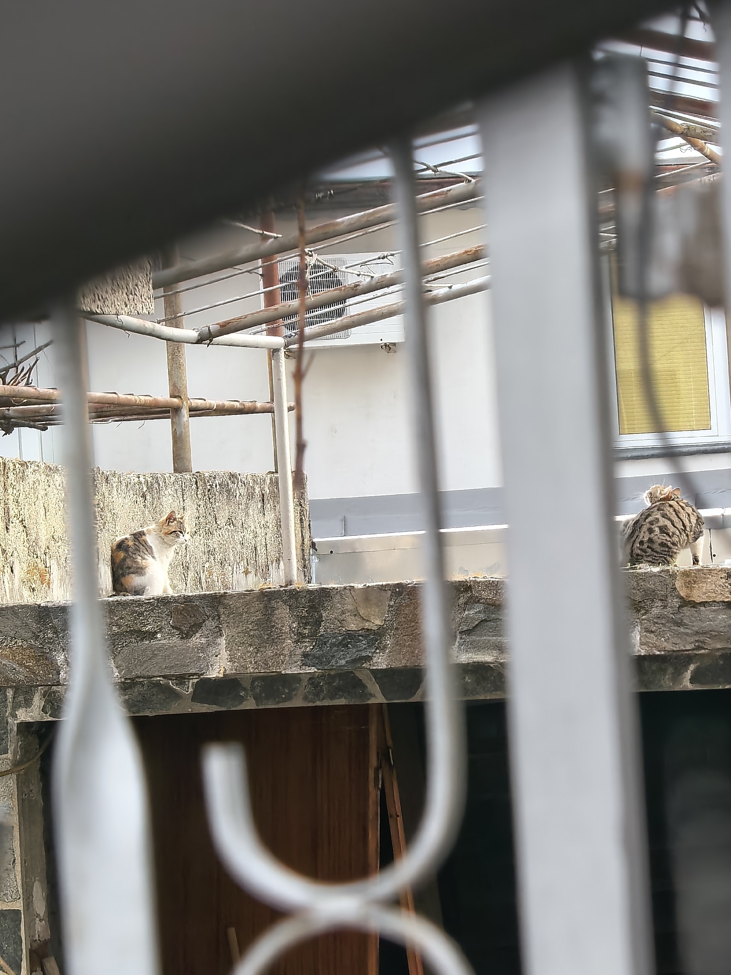 Captured through the partially obstructed view of a white metal fence, two cats are perched on a stone ledge in an urban environment. The first cat, positioned on the left, exhibits a calico pattern. The second cat, located on the right, displays tabby markings. Behind the ledge, there is a structure with visible scaffolding, an air conditioning unit, and a window with yellow blinds. The base of the ledge reveals the presence of a wooden door or panel.
