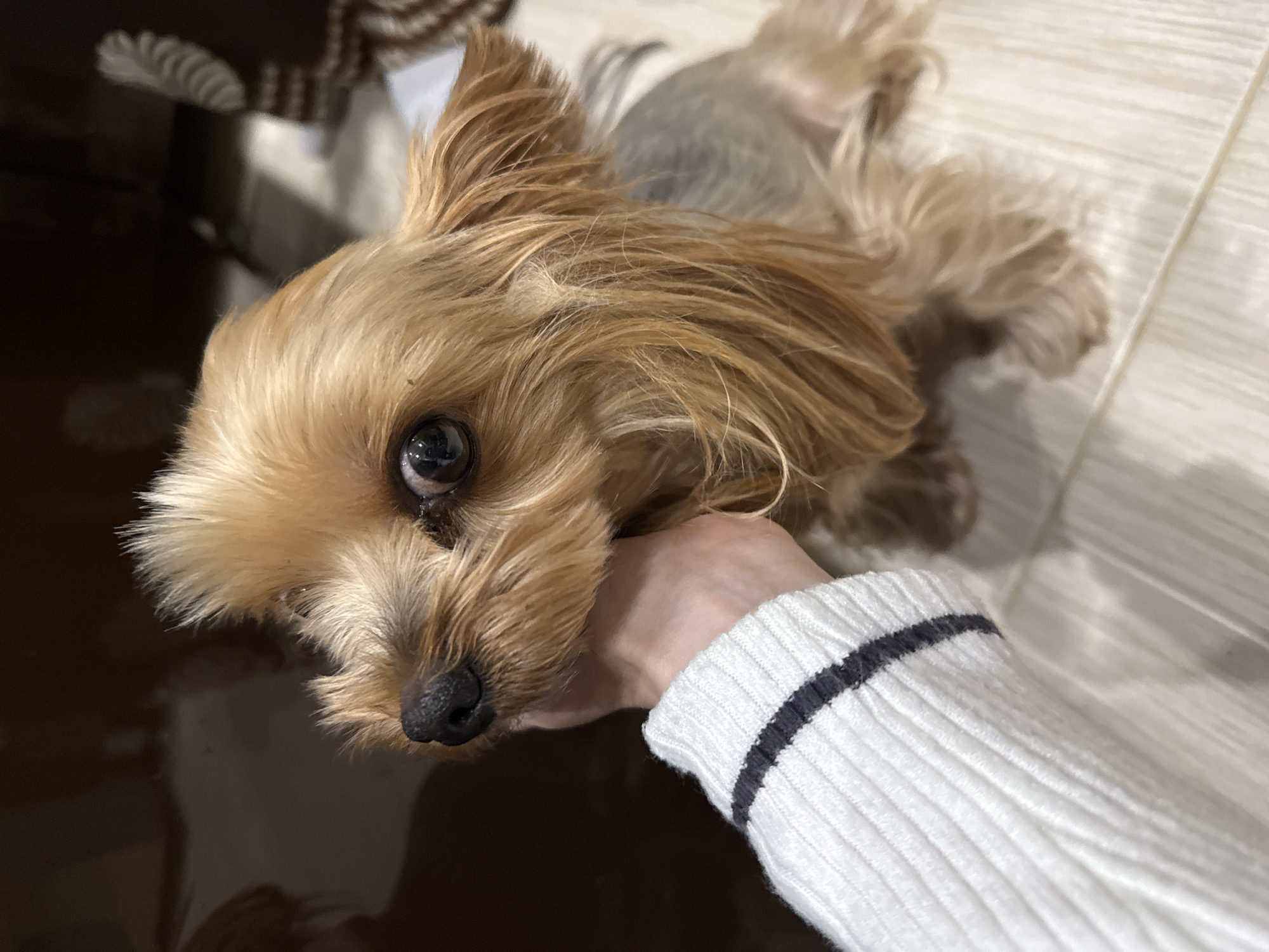 A small, tan Yorkshire Terrier dog is being petted by a person wearing a white sweater with two black stripes on the cuff of the sleeve. The dog is looking up at the camera with a dark eye. The dog is indoors. The background is a light-colored wooden floor, and what appears to be furniture in the upper left corner. There is no definitive information to conclude the scene is in Chaikovsky, Russia.