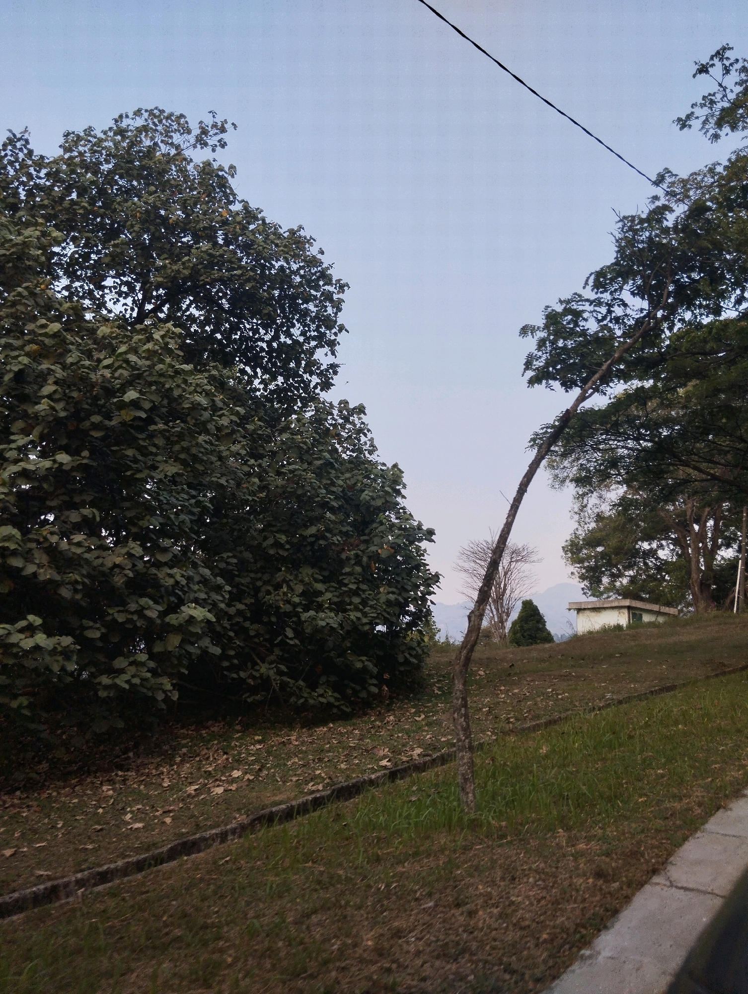 The image depicts an outdoor scene in Babakan Madang, Indonesia. In the foreground, there is a paved walkway on the right and a grassy slope on the left. The slope is bordered by a concrete channel. Beyond the slope, a large, dense tree dominates the left side of the frame. To the right, a slender, leaning tree trunk extends diagonally upwards. In the mid-ground, a small, white building with a green door is visible on a grassy hill. Behind the building, there are distant mountains and a clear sky. The overall impression is of a tranquil, natural environment with some man-made structures.