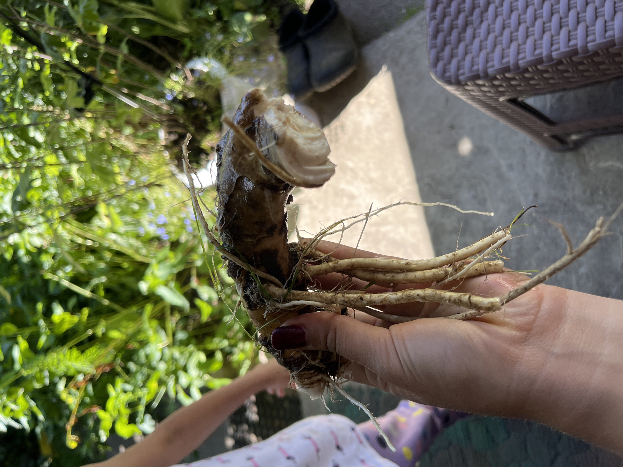 In Dunilavichy rural council, Belarus, a hand with dark red nail polish holds a freshly dug plant root with several thin, off-white rootlets attached. The root itself is thick and brown, with some green remnants near the top. In the background, out of focus, is a blurred green foliage of plants, suggesting an outdoor garden or natural setting. To the left, a child's arm and torso are visible, with the child wearing a white t-shirt and patterned leggings. To the right, a brown plastic chair with a woven texture is partially visible, along with a dark shoe in the background. The ground appears to be concrete, with dappled sunlight suggesting an outdoor scene.