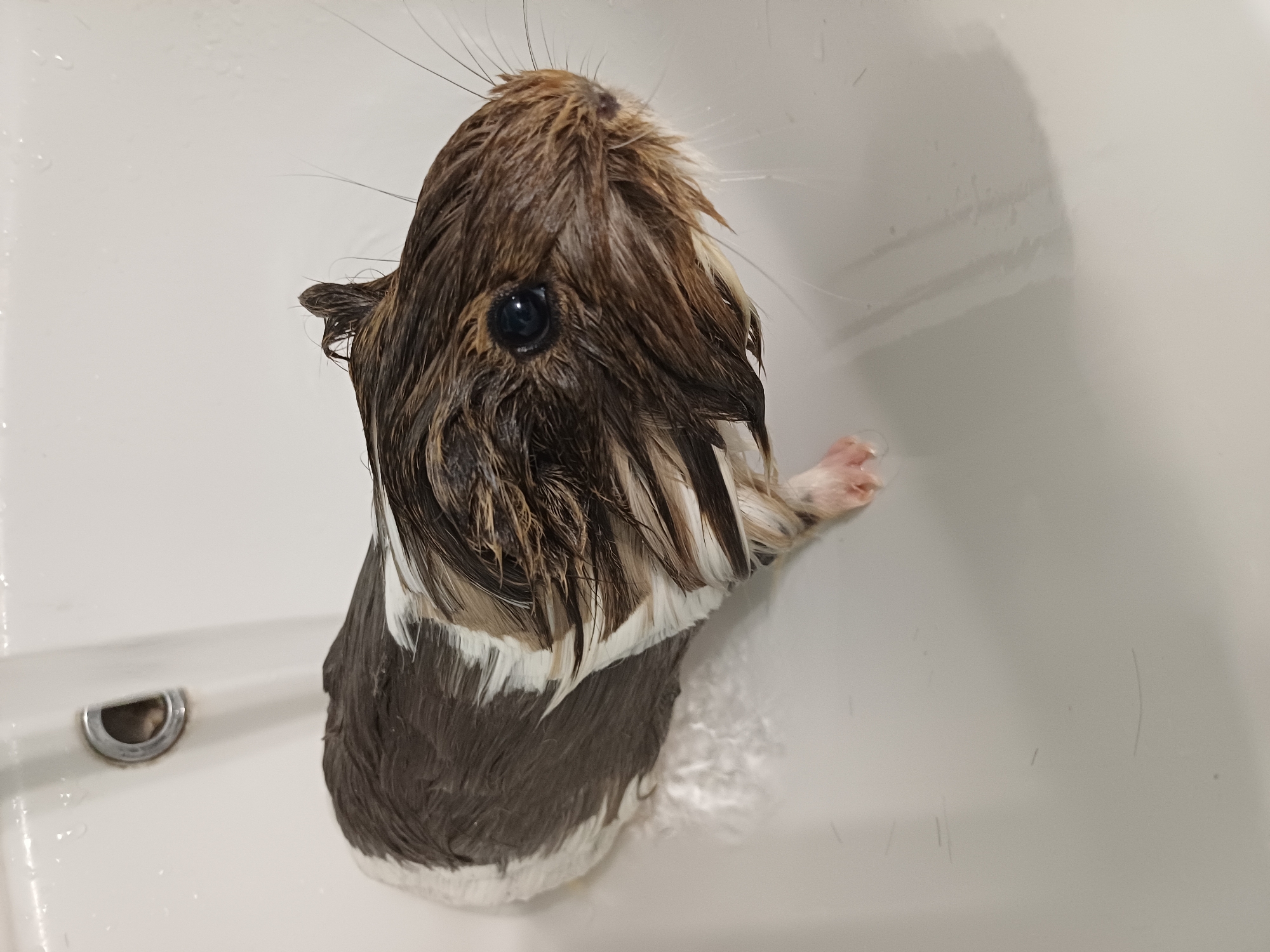 The image shows a wet guinea pig with brown and white fur, sitting in a white sink. The guinea pig's fur is matted and appears to be dripping. Its eyes are dark and its whiskers are spread out. The sink has a metallic drain visible in the background, and there are some water droplets on the white surface. The overall scene suggests the guinea pig is either being bathed or has just been bathed. The image does not provide any information about the city of Sochi, Russia, or any other geographical location.