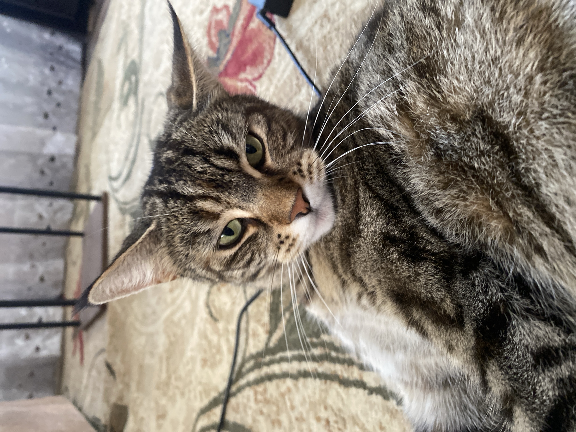 A close-up, head-on shot shows a domestic tabby cat lying down on a patterned carpet. The cat's fur is a mix of brown, black, and grey stripes. Its green eyes are looking directly at the camera with a slightly squinted expression. Long white whiskers fan out from its snout. The cat's ears are pointed and tilted slightly back. The background is blurred, showing parts of a rug with a floral pattern and some dark, thin objects that appear to be furniture legs or possibly wires. A blue and black object, possibly an electronic device, is visible to the right of the cat's head. The scene appears to be indoors, likely in a residential setting. There are no people visible in the image. The location in the city of Maykop, Russia, is not discernible from the visual information in the image.