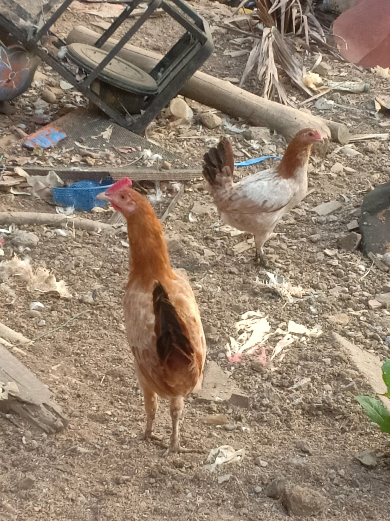The image depicts two chickens in an outdoor environment. The chicken in the foreground is facing left and is mostly brown with some lighter feathers on its body. The second chicken, in the background and slightly to the right, is facing forward and has a mix of brown and white feathers. The ground is covered in dirt, small stones, and debris, including bits of wood, dried leaves, and some colored plastic fragments. In the background, there is a metal structure, possibly part of a discarded piece of furniture or equipment, and a wooden log. The scene suggests an outdoor, possibly rural or semi-urban area with accumulated refuse. The location is identified as Tasikhargo, Indonesia.