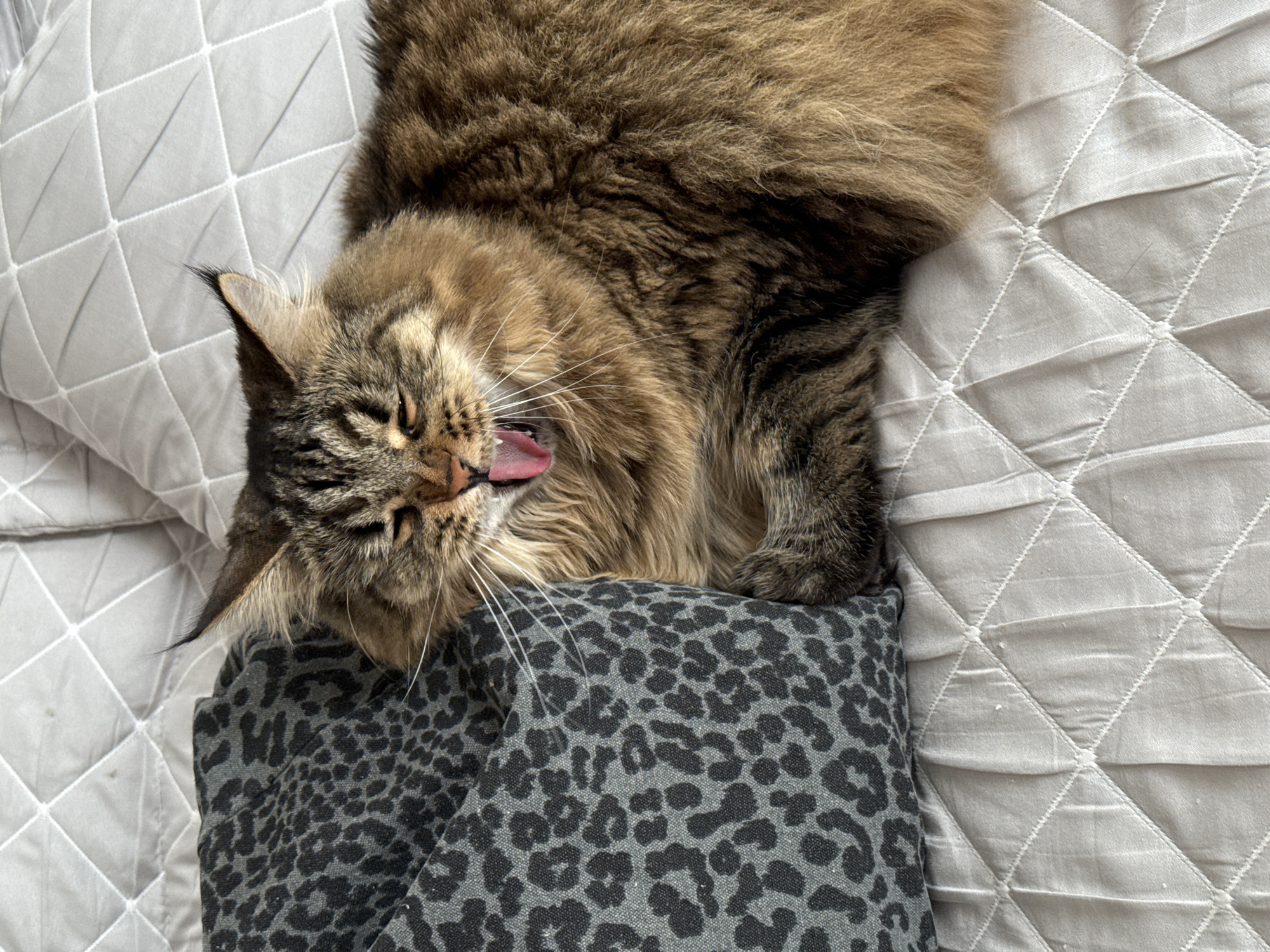 A brown, long-haired cat is lying on a light gray quilted bedspread. The cat is resting its head on a gray pillow with a black leopard print. The cat's mouth is open, and its pink tongue is visible. The cat has long white whiskers. No information about Izhevsk, Russia is discernible from the image.