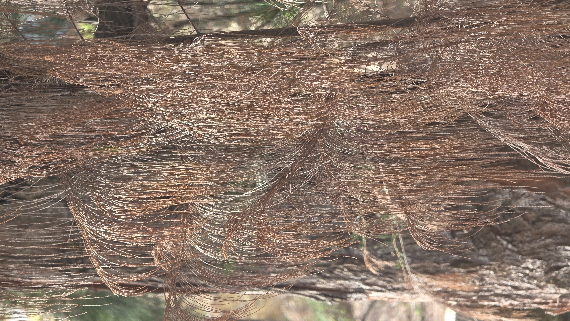 The image shows a close-up view of dried brown casuarina equisetifolia leaves or needles, often found in tropical coastal regions. The leaves hang down in dense clusters, creating a textured, fibrous appearance. The background is blurred, suggesting the photograph was taken outdoors, possibly near a tree of the same species. While the image is not conclusive, given the location of Lhokseumawe, Indonesia, it is plausible the photograph depicts this type of vegetation in a natural setting within the city or its surrounding coastal areas. There are no people or other identifiable objects in the frame.