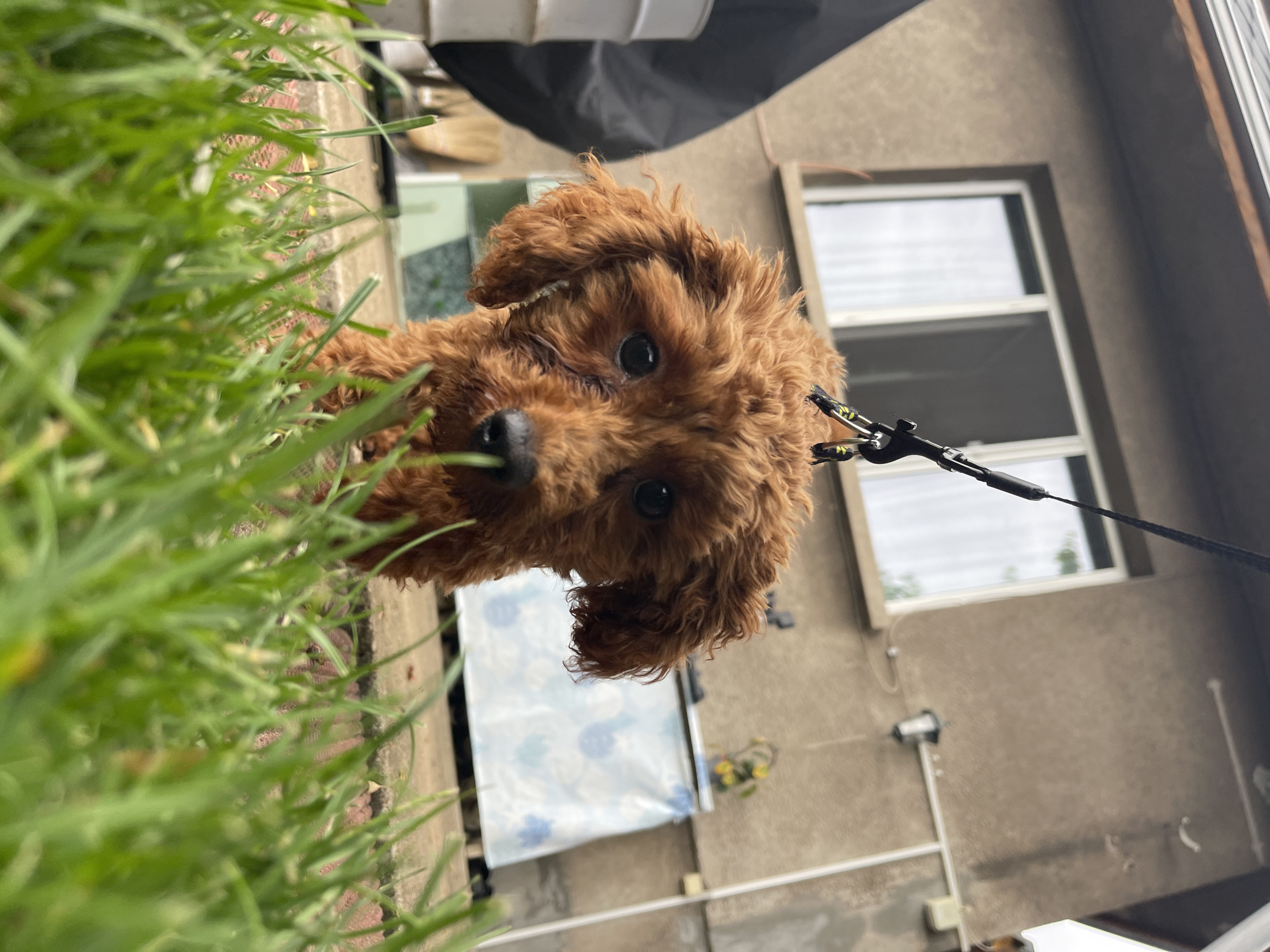 A brown toy poodle stands in tall green grass, wearing a black leash. Behind the dog is a light gray concrete wall with a white-framed window and a white pipe running horizontally along the wall. A white object and a black tarp are visible in the background. The location cannot be determined from the image. No people are visible.