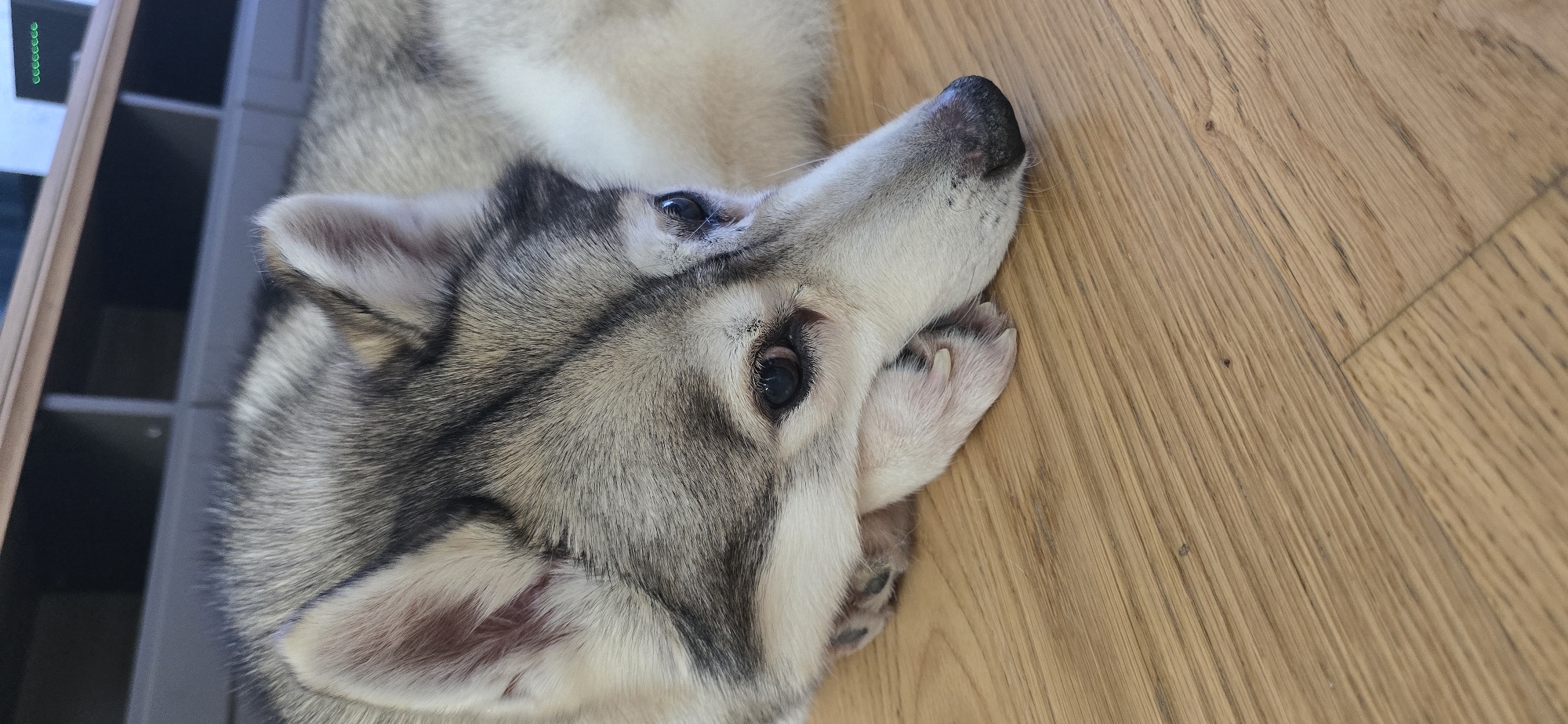 A close-up photograph features a husky dog lying on a light brown wooden floor. Part of a gray shelf unit is visible in the upper left corner. The dog's fur is a mix of gray and white, with dark eyes and a black nose. One of the dog's paws is near its face. The location cannot be determined.