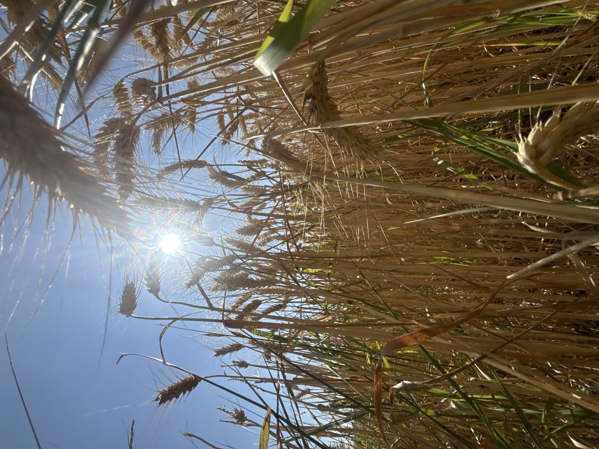 The image depicts a low-angle view looking up through a field of ripe wheat under a bright, sunny sky. The sun is positioned in the upper left quadrant of the image, creating lens flare and illuminating the wheat stalks. The wheat is golden brown and appears to be ready for harvest. Some green leaves are also visible amongst the stalks. The scene is outdoors and suggests a rural or agricultural setting. The specific location is in the city of Alsfeld, Germany. There are no people or animals visible in the image. The environment is dominated by the wheat field and the clear blue sky.
