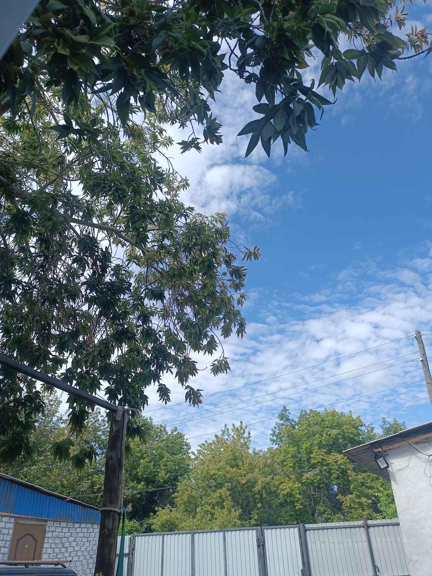 The image captures an outdoor scene with a focus on foliage against a blue sky with scattered clouds. In the foreground, the branches and green leaves of a tree dominate the upper left portion of the frame. A wooden pole with rope tied around it supports a horizontal beam, also supporting tree branches. Below this, a section of a building with a blue corrugated roof and white brickwork is visible, featuring a brown door with the number "62" on it. To the right, a section of a light-colored, ribbed metal fence is present, and further back, the dense green canopy of other trees can be seen. A portion of a white building with a roof and a light fixture is also visible on the right. The sky is a vibrant blue, interspersed with thin, wispy white clouds. A wooden utility pole with electrical wires stretches across the upper right quadrant of the image. The scene is consistent with an outdoor environment, possibly a residential or communal area, within the city of Amankaragay, Kazakhstan. No individuals are depicted in the image.