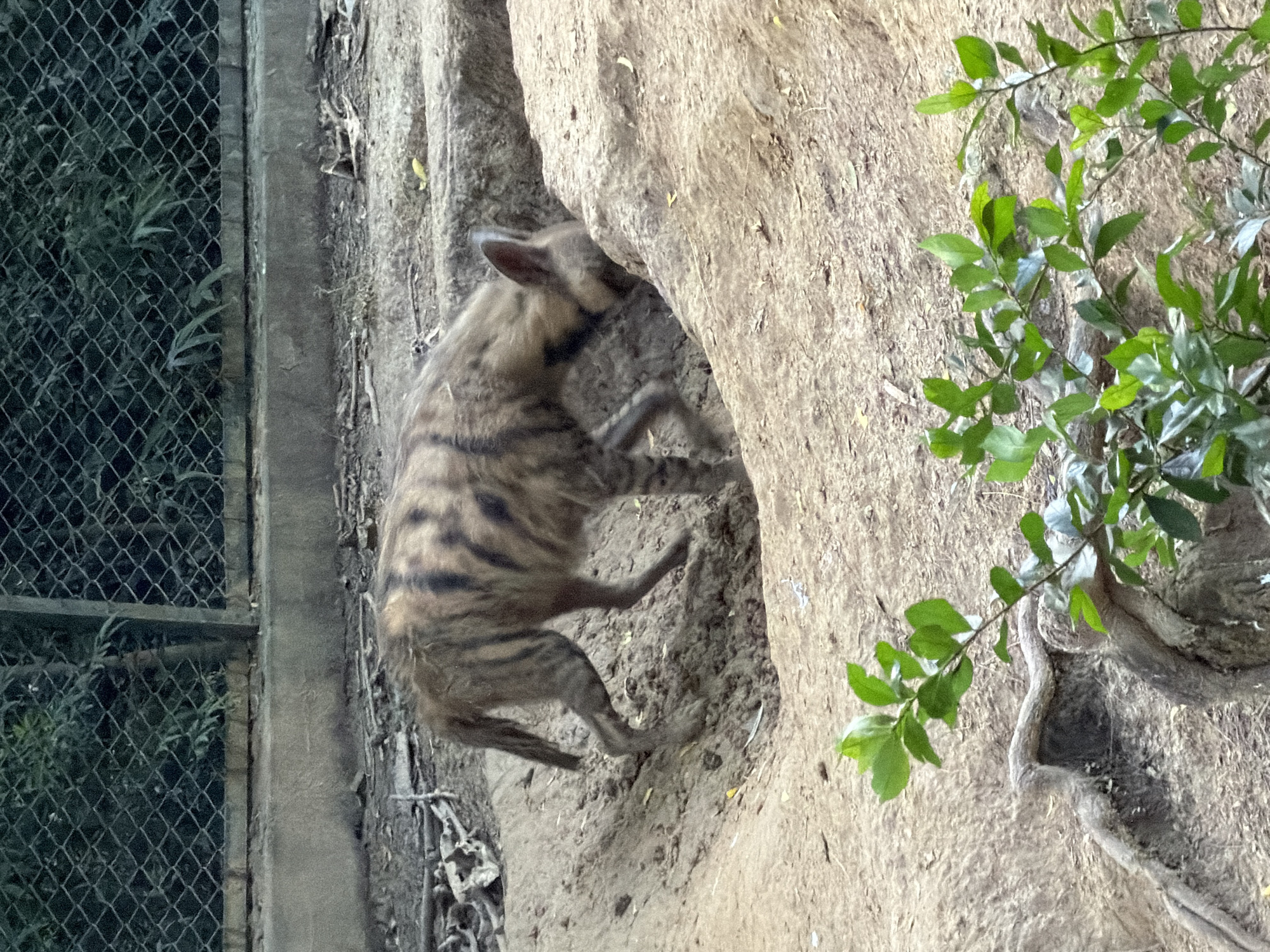 A striped hyena walks through an enclosure at the Kanpur Zoological Park in Kanpur, India. The hyena is light brown with dark stripes on its body and legs. It is bending its head down, appearing to sniff the ground. The enclosure is made of dirt and has some rocks and exposed roots visible. In the background, there is a chain-link fence with dense green foliage behind it. A small green plant is in the foreground, obscuring part of the hyena's legs.