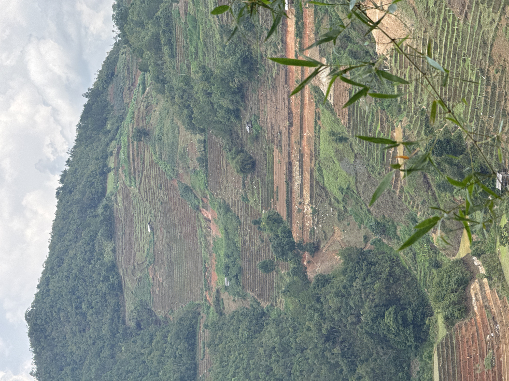 The image shows a hillside in Ngã Ba Kim, Vietnam, cultivated with terraced fields. The terraces are predominantly earthen, with some sections covered in green vegetation or crops, while others appear barren or recently cultivated. The hillside is also dotted with clusters of trees and dense forest cover on the left side. In the foreground, out-of-focus bamboo leaves partially obscure the view. The sky is overcast with white clouds. A single, small structure is visible among the terraced fields.