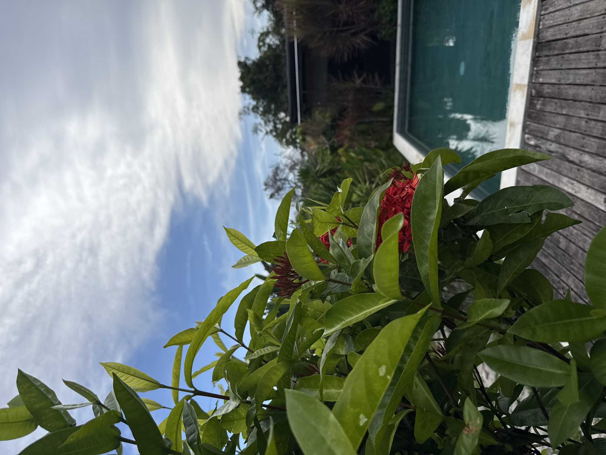 A medium-angle, outdoor shot, slightly rotated clockwise, depicts a tropical garden scene in Kutuh, Indonesia. Foregrounded are green leaves of a flowering plant with clusters of small, red flowers. The leaves appear glossy and healthy. Behind the plant, the corner of a swimming pool is visible. The pool is lined with light-colored tiles, and the water surface shows faint reflections. Adjacent to the pool is a wooden deck made of dark-toned planks. In the background, dense green vegetation obscures the view of any buildings or structures. Above the foliage, a partly cloudy sky is visible, with a blue hue interspersed with white clouds. The lighting suggests a sunny day. No people are visible in the scene.