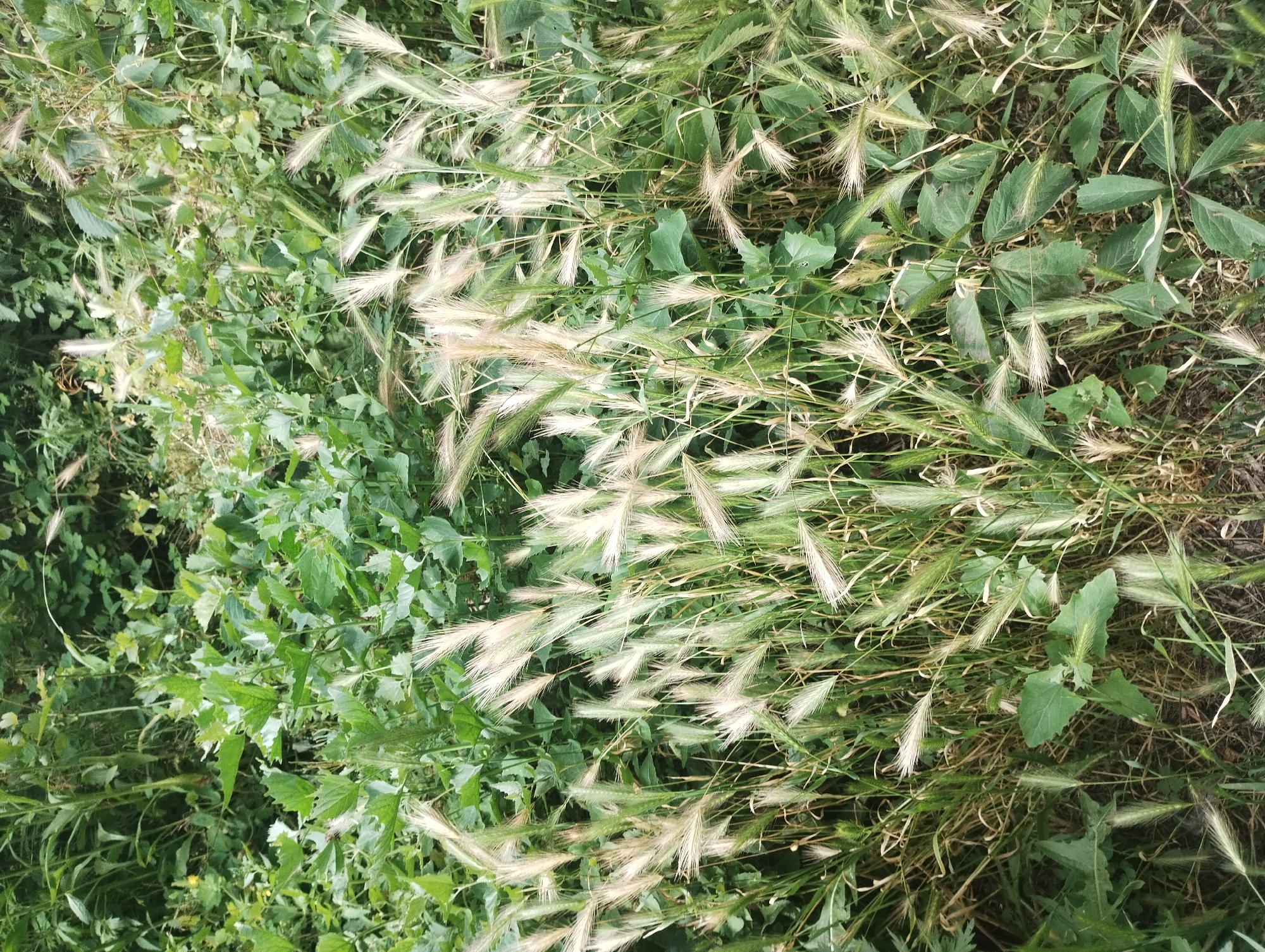 The image is an eye-level, medium shot of a dense patch of green foliage with feathery seed heads of grass. The overall impression is one of wild growth. The foreground is dominated by numerous stalks of grass topped with fluffy, cream-colored seed heads, many of which are slightly bent and angled in various directions. Behind the grass, various types of green leaves are visible, some large and broad, others smaller and more delicate. The background is a blur of darker green, suggesting more vegetation. The lighting appears to be natural daylight, creating soft shadows. There are no discernible structures or human activity in the image, and it is impossible to determine a specific location within a city.