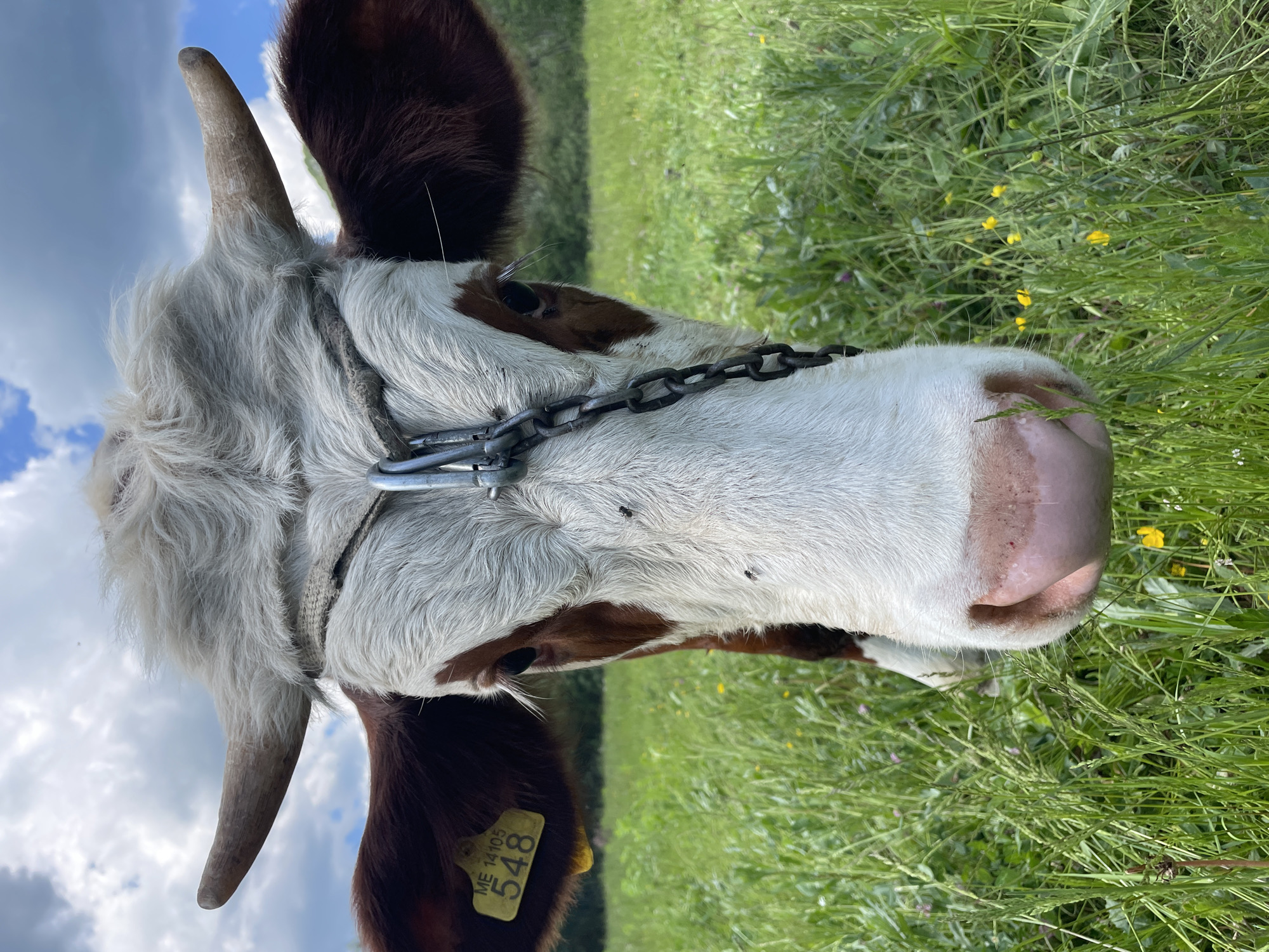 A close-up, low-angle shot depicts the head and upper body of a cow with brown and white markings, grazing in a grassy field, likely in Polja, Montenegro. The cow is equipped with a halter made of woven material and a chain that rests across its face. A yellow tag with "ME 14105 548" is visible on its brown ear. The cow's nose is pink. The field consists of tall green grass and wildflowers. In the background, out-of-focus trees and a cloudy sky can be seen.