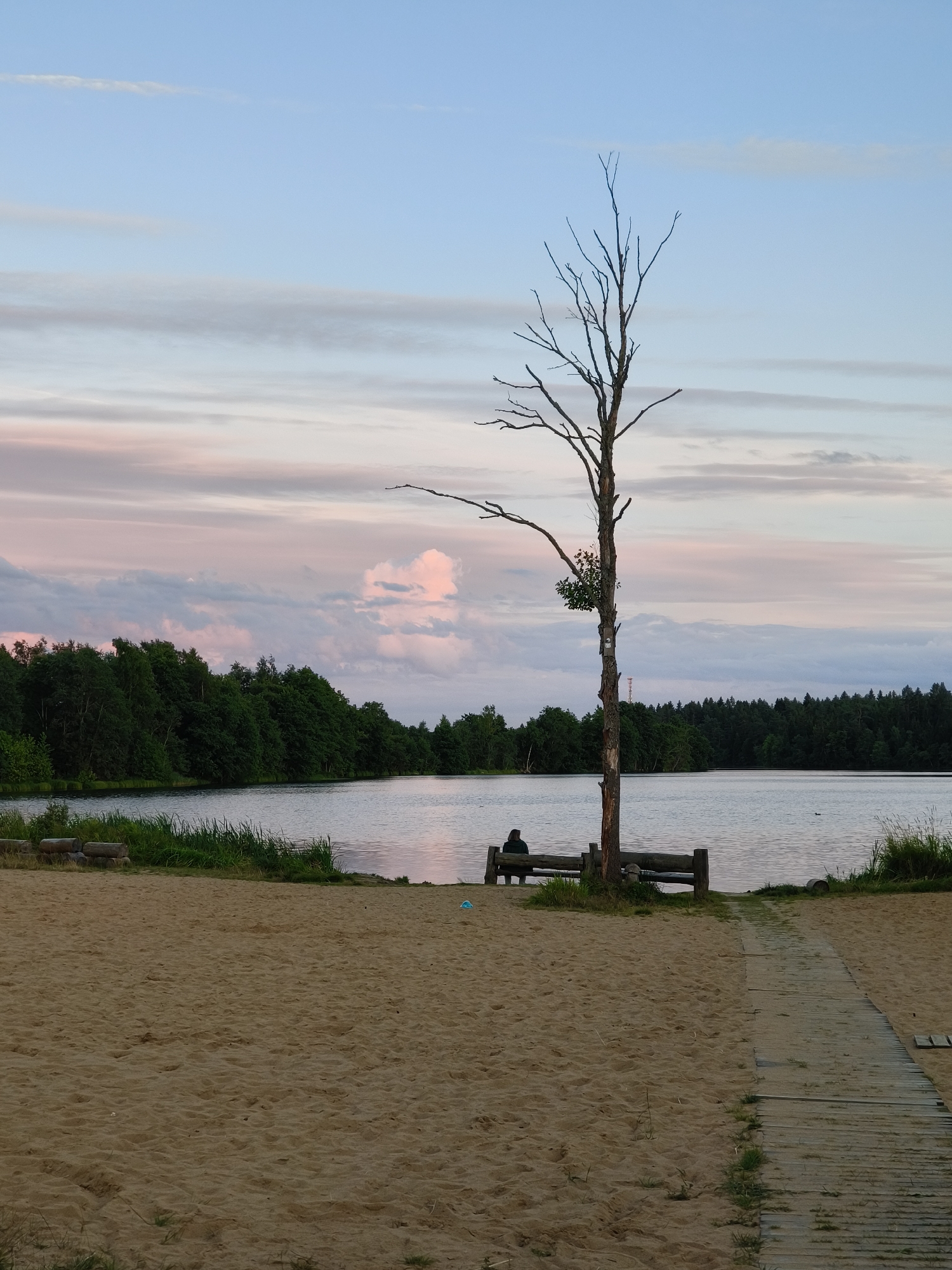 A desolate, bare tree stands prominently in the center of a sandy beach in Khittolovo, Russia, adjacent to a tranquil body of water. The sky above is painted with soft hues of pink and blue, indicative of either sunrise or sunset, with scattered clouds adding texture to the expanse. A lone figure is seated on a rustic wooden bench beneath the tree, seemingly contemplating the serene landscape. The beach is a stretch of light brown sand, with a wooden walkway leading from the foreground towards the water. Dense green foliage lines the opposite shore, forming a verdant backdrop to the scene. A few logs are piled on the left side of the beach, suggesting a communal gathering spot. The water's surface is calm, reflecting the pastel colors of the sky.