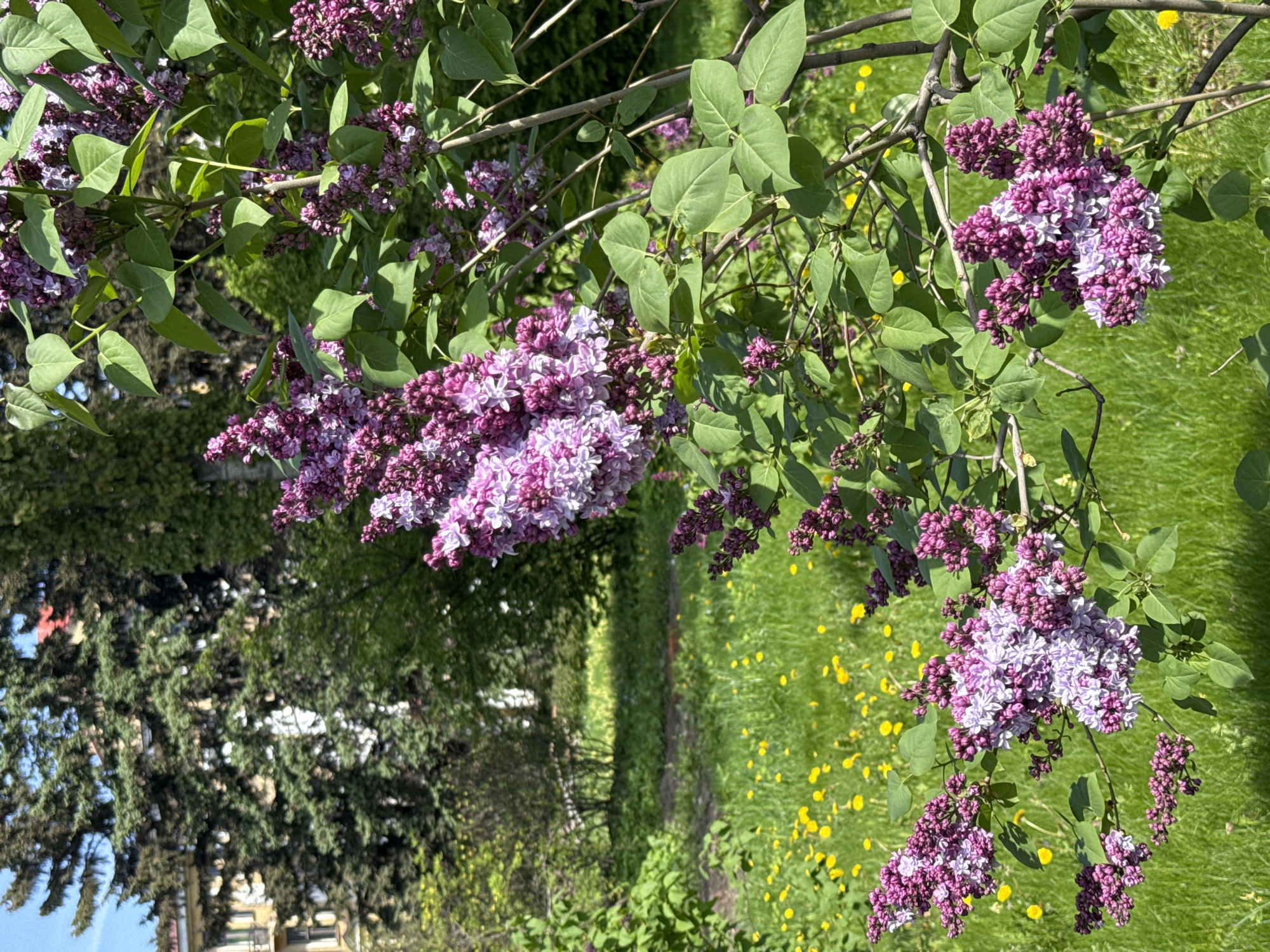 The image depicts a lilac bush in bloom in Saint Petersburg, Russia. The bush is covered in clusters of purple and white flowers. The background is a grassy lawn dotted with yellow dandelions. In the distance, trees and buildings are visible. The photo appears to have been taken on a sunny day.