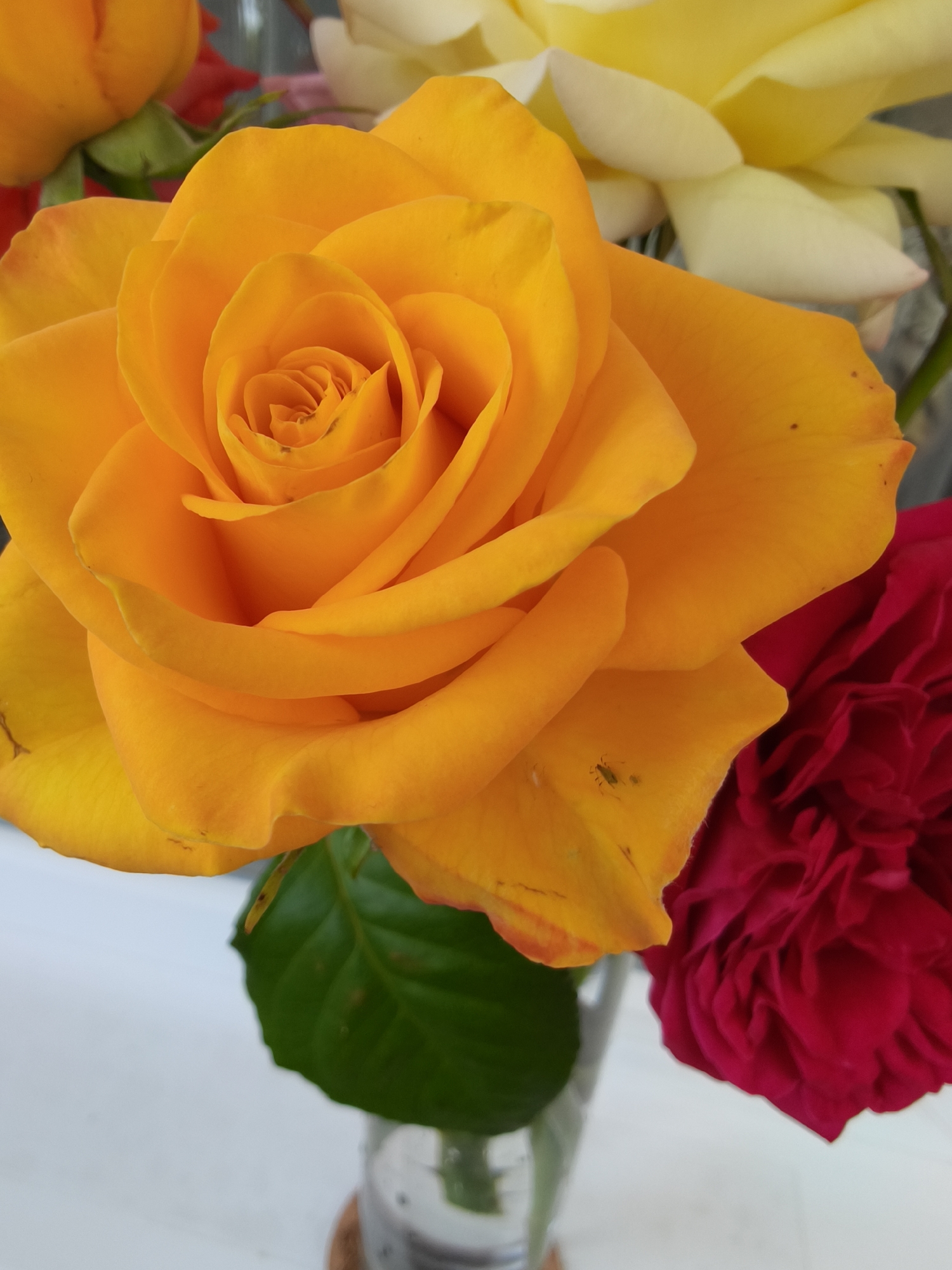 A close-up, eye-level shot captures a vibrant bouquet of roses in a glass vase, set against a blurred white background. The primary subject is a large, fully bloomed orange rose, its petals layered in a spiral pattern, dominating the center of the frame. To its right, a deep crimson rose with tightly packed petals is partially visible. Further back, a yellow rose peeks out, its petals softly blurred. A green leaf extends from the orange rose, adding a touch of natural contrast. The environment suggests an indoor setting, possibly a home or a floral shop, given the arrangement and the clean white backdrop. The image's clarity and detail suggest it was taken with a high-quality camera or smartphone, focusing sharply on the textures and colors of the flowers. There are no people or explicit actions depicted. The image does not contain information related to Kryvyi Rih, Ukraine.